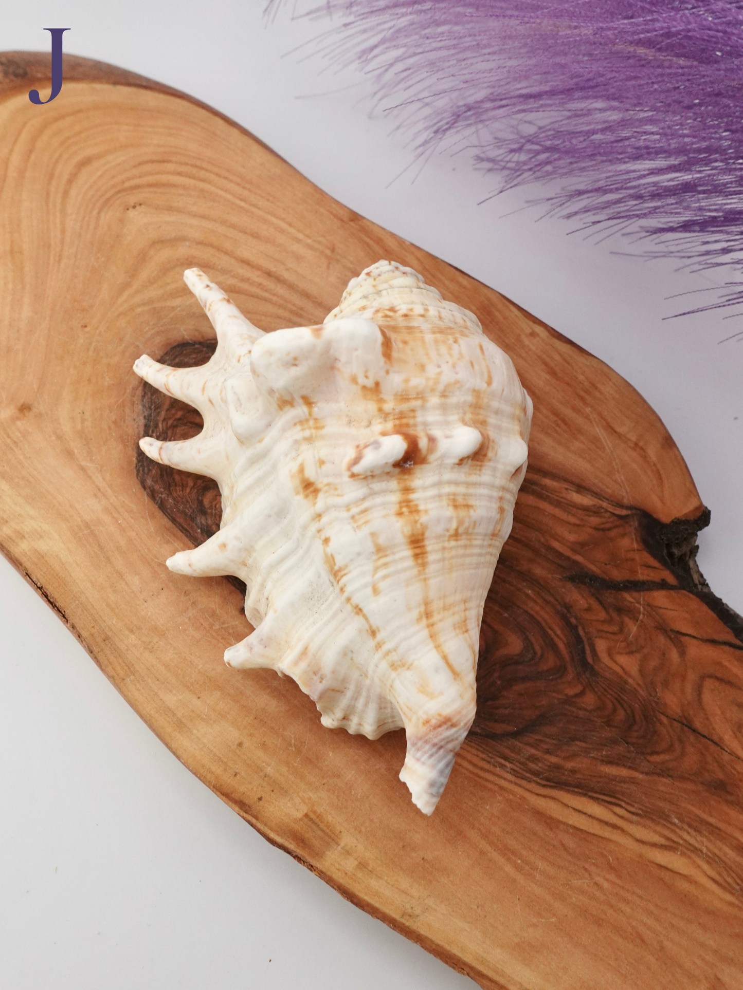 Spider Conch shell option J on a wooden display stand