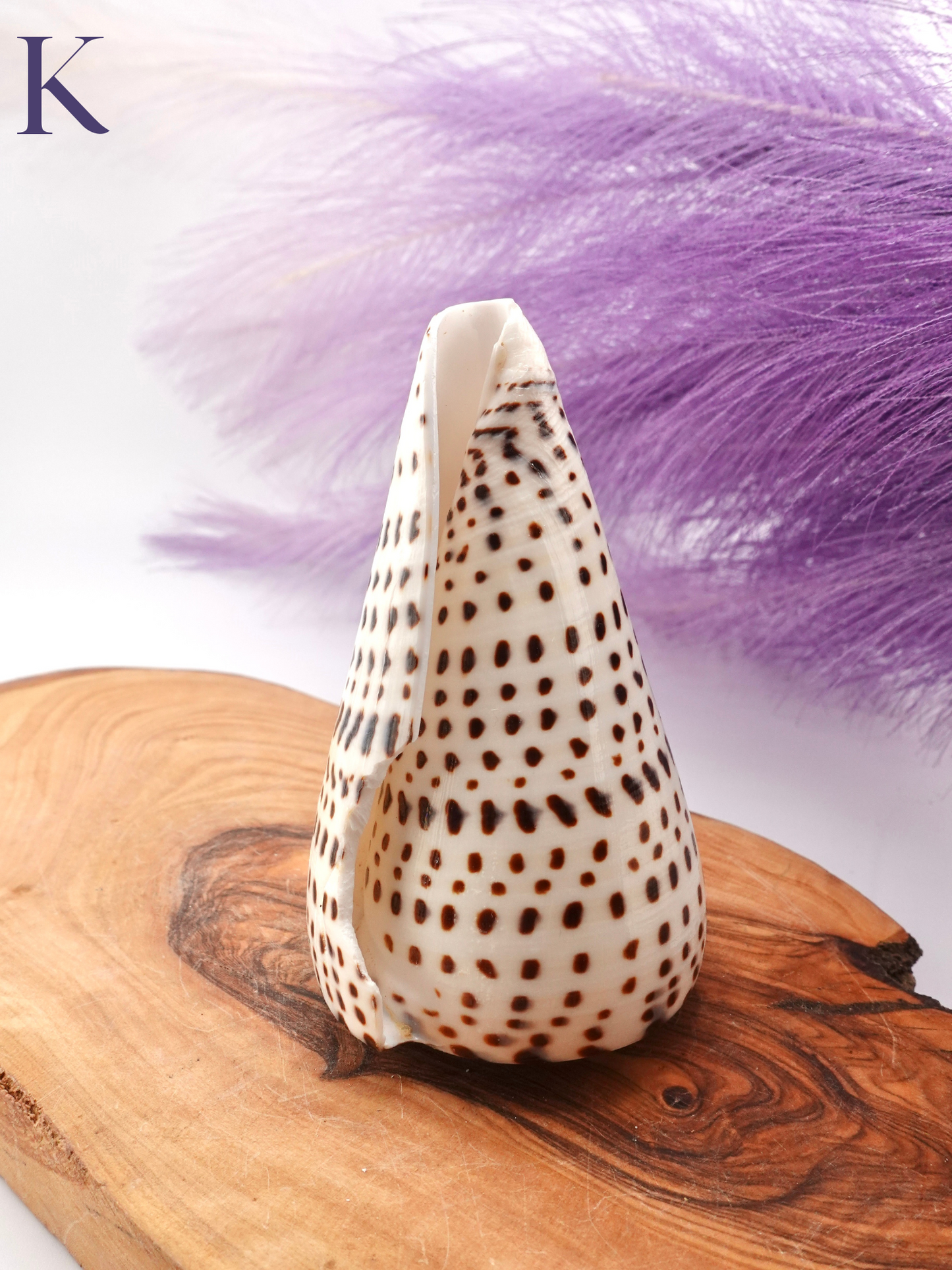 Lettered Snail Shell Option K on wooden display stand