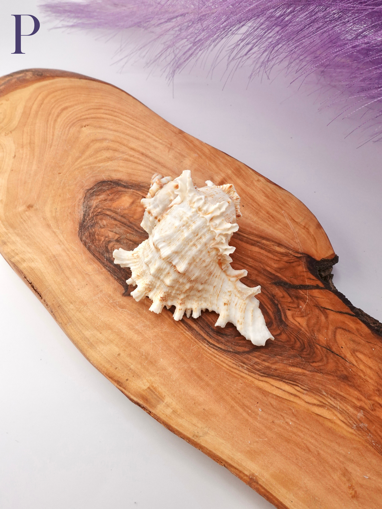 Murex Shell