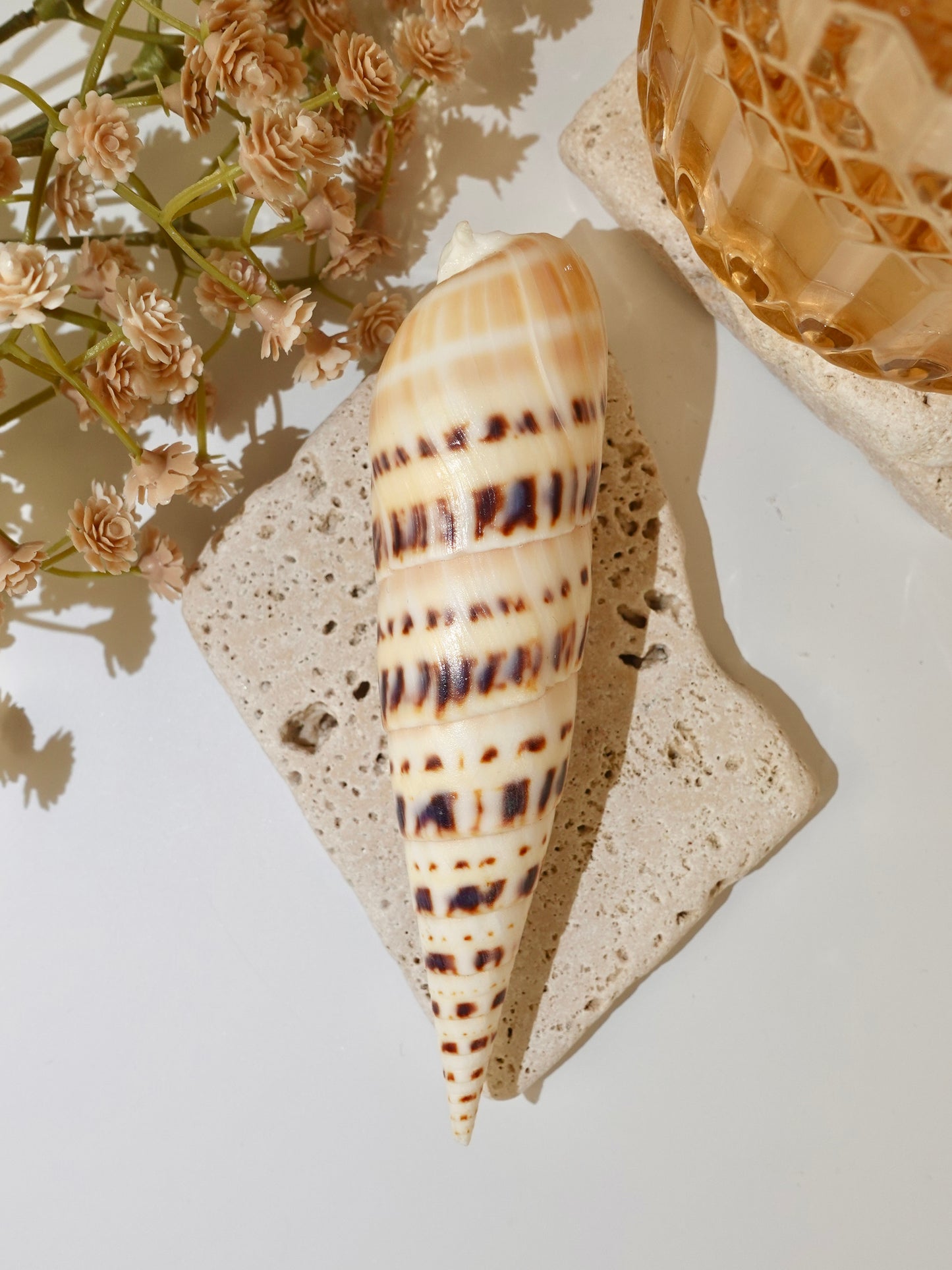 Marlin Spike Shells