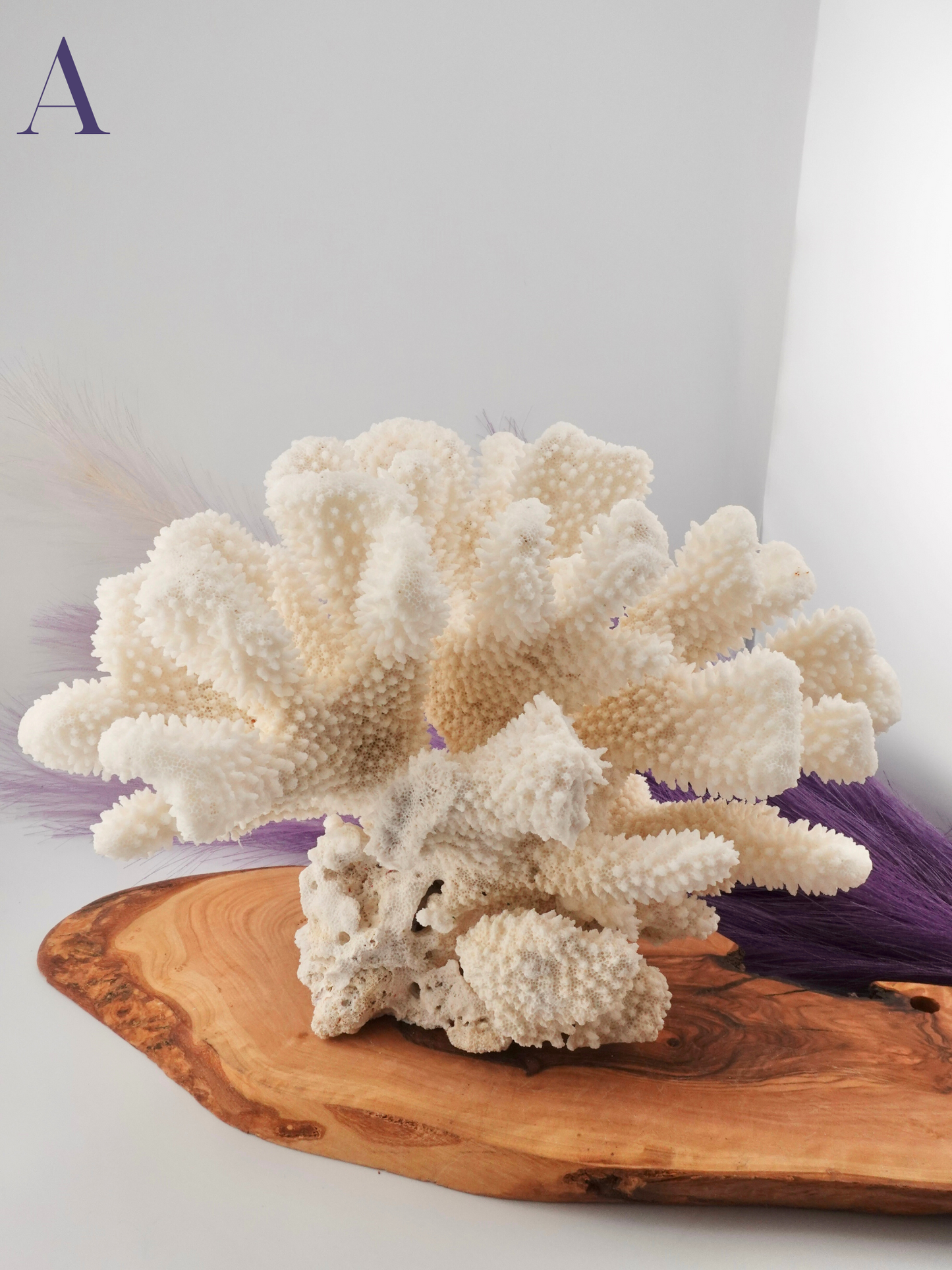 Coral Specimen on Wood decor with purple decor in background