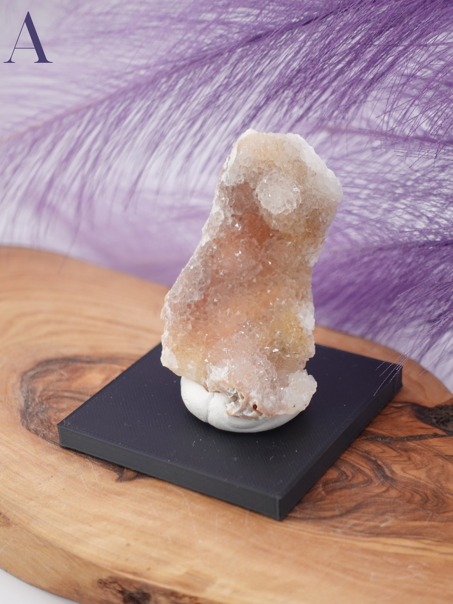 Agatized Coral Specimen on small, square, black stand Option A