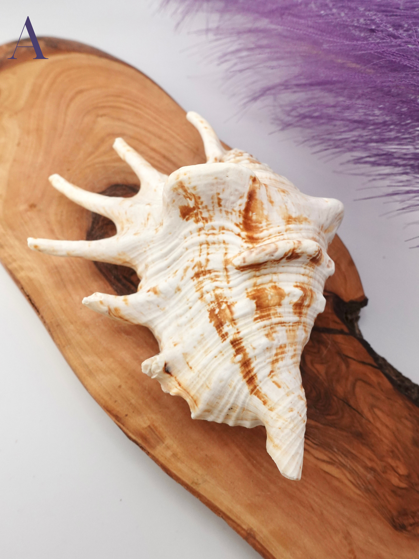 Spider Conch shell option A on a wooden display stand