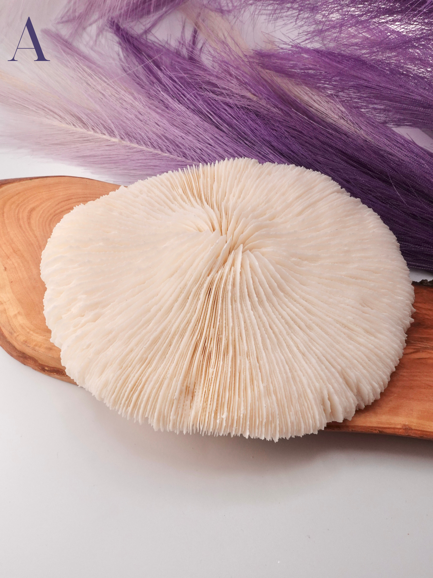 Flat Coral Specimen on Wood decor with purple decor in background