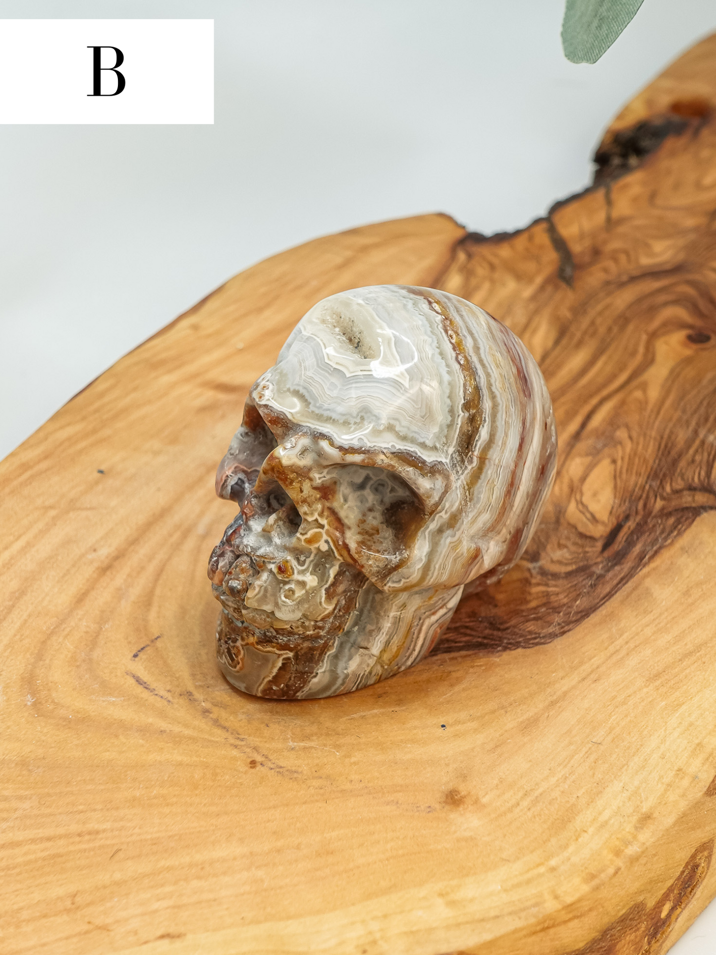 Mexican Crazy Lace Skull Carving - You Choose!