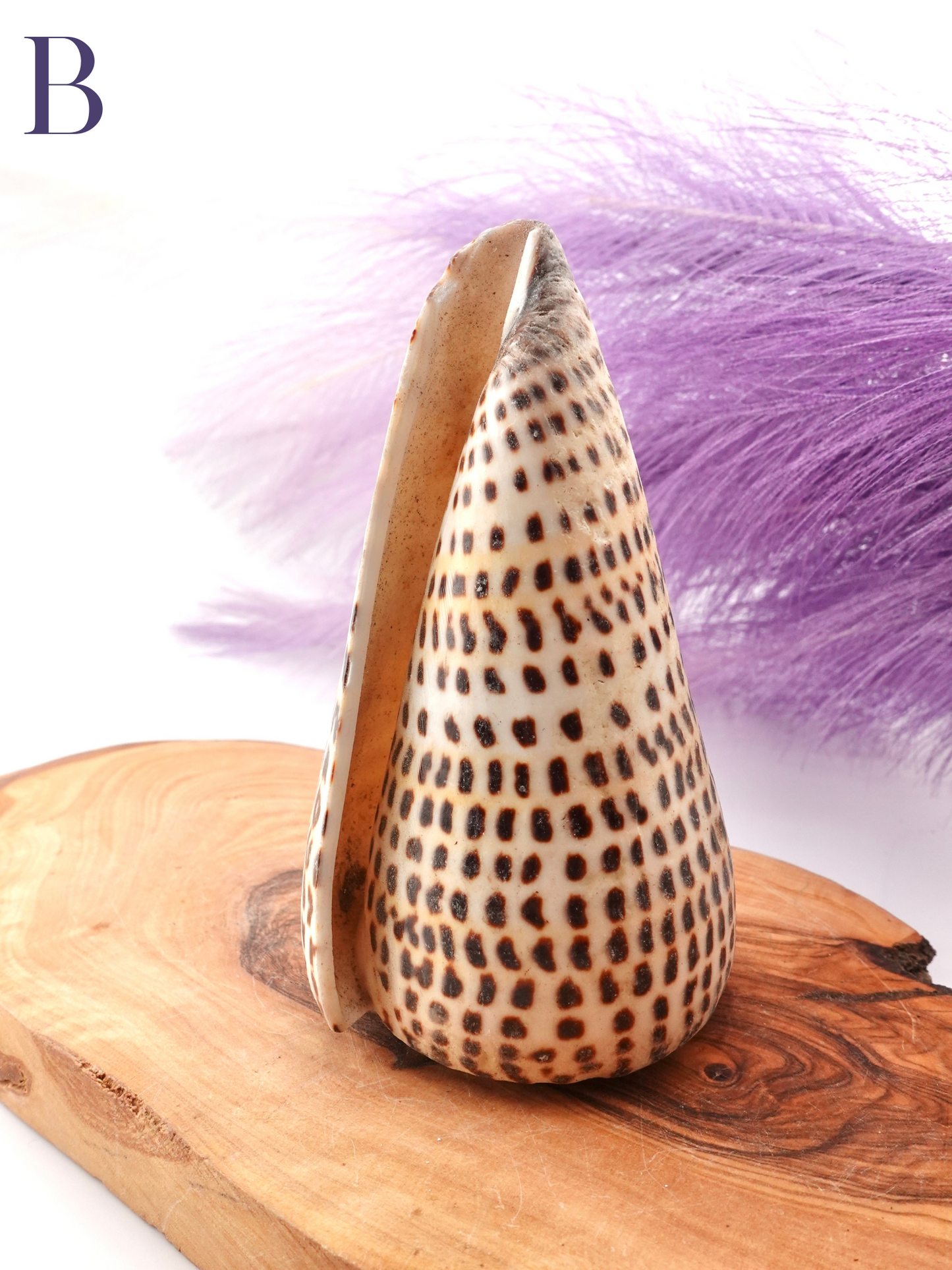 Lettered Snail Shell Option B on wooden display stand