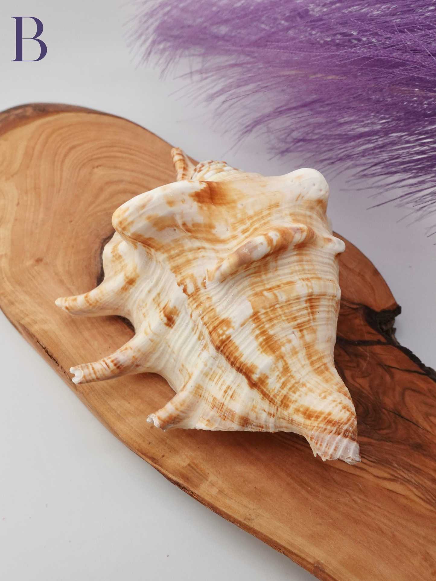 Spider Conch shell option B on a wooden display stand
