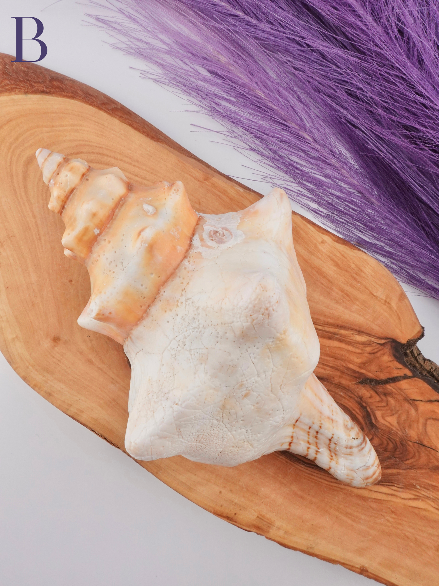 Conch shell Option B on wooden display stand