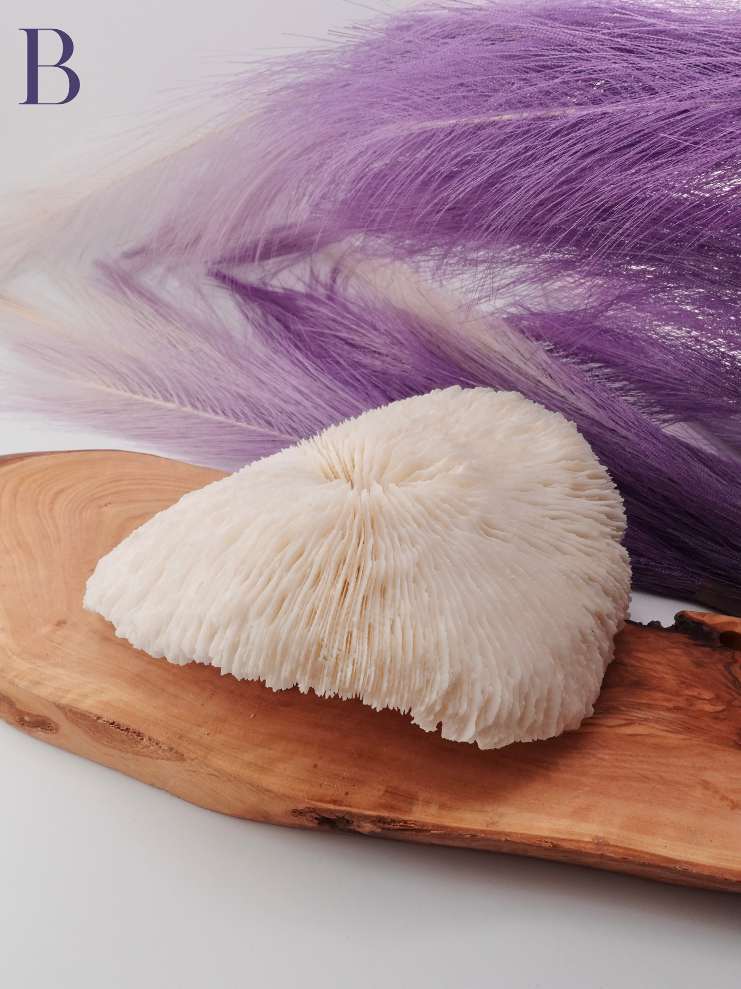 Flat Coral Specimen on Wood decor with purple decor in background