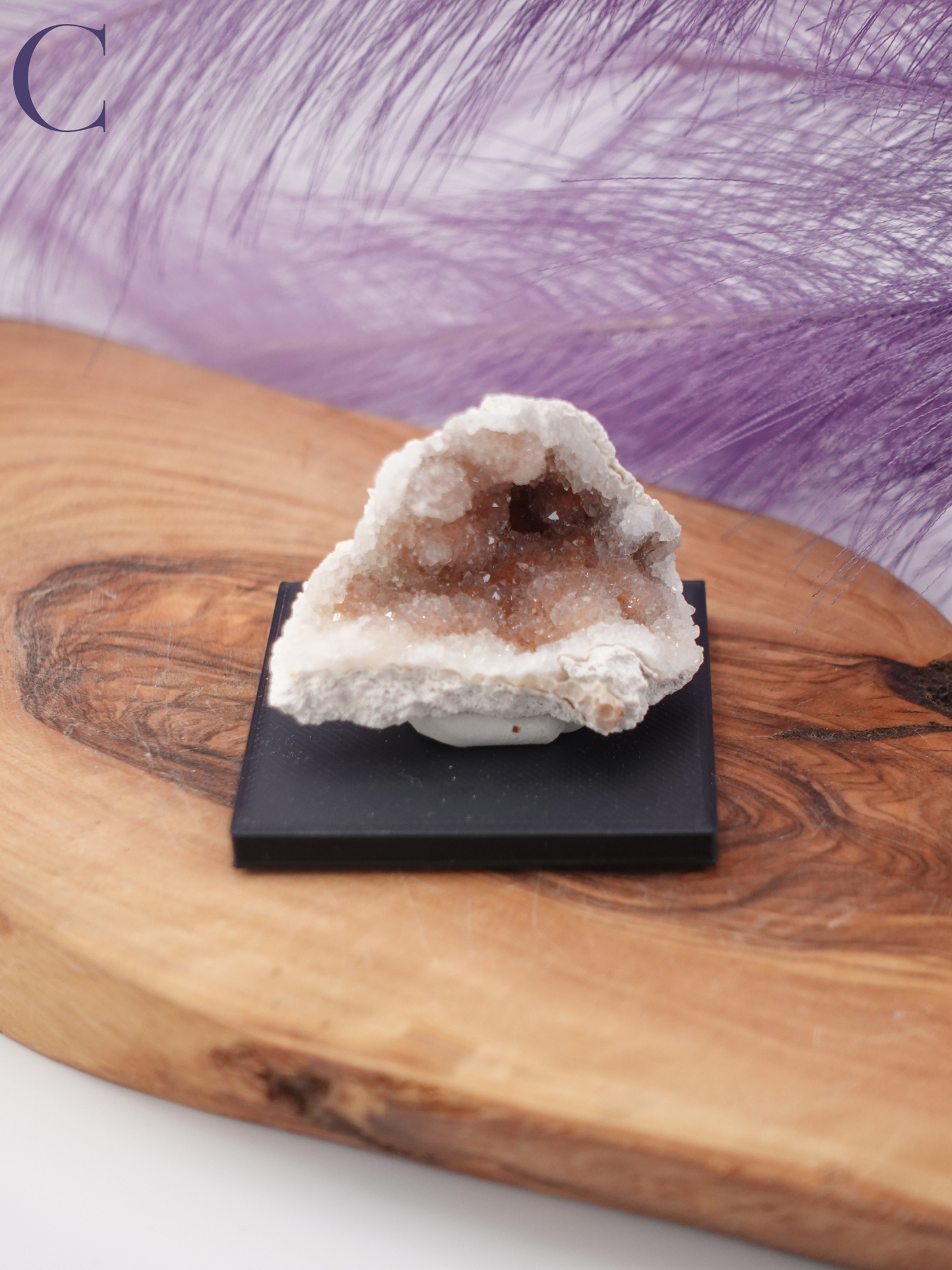 Agatized Coral Specimen on Stand