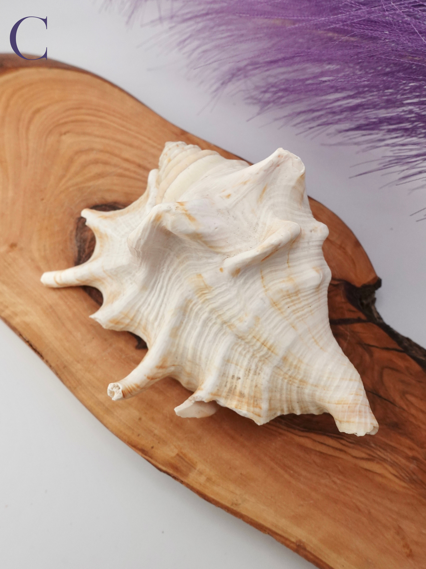 Spider Conch shell option C on a wooden display stand