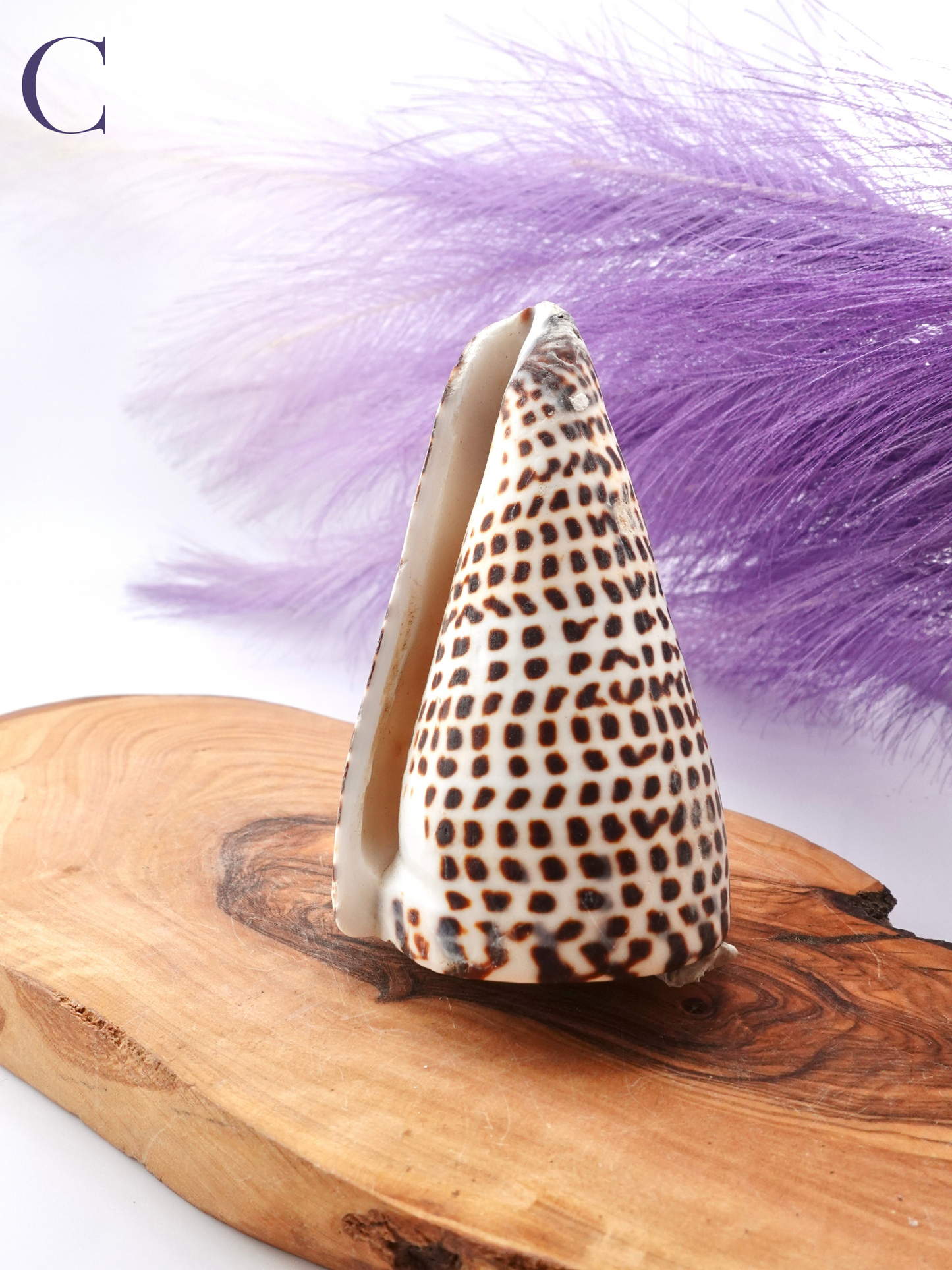 Lettered Snail Shell Option C on wooden display stand