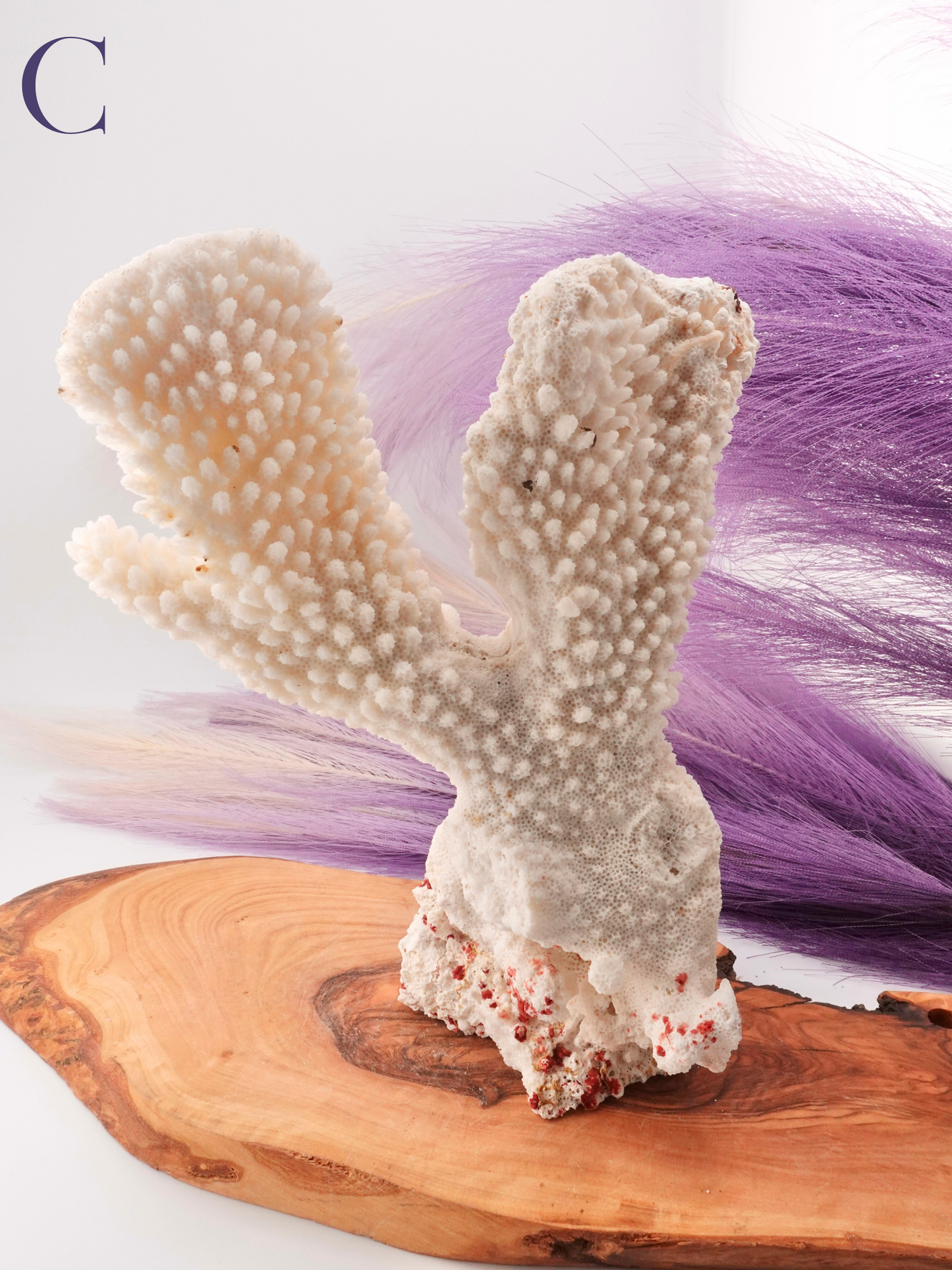 Coral Specimen on Wood decor with purple decor in background