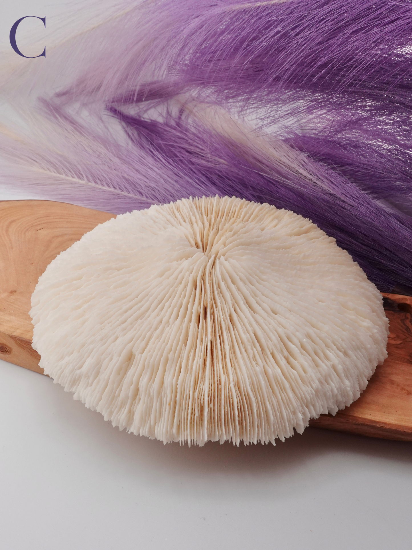 Flat Coral Specimen on Wood decor with purple decor in background