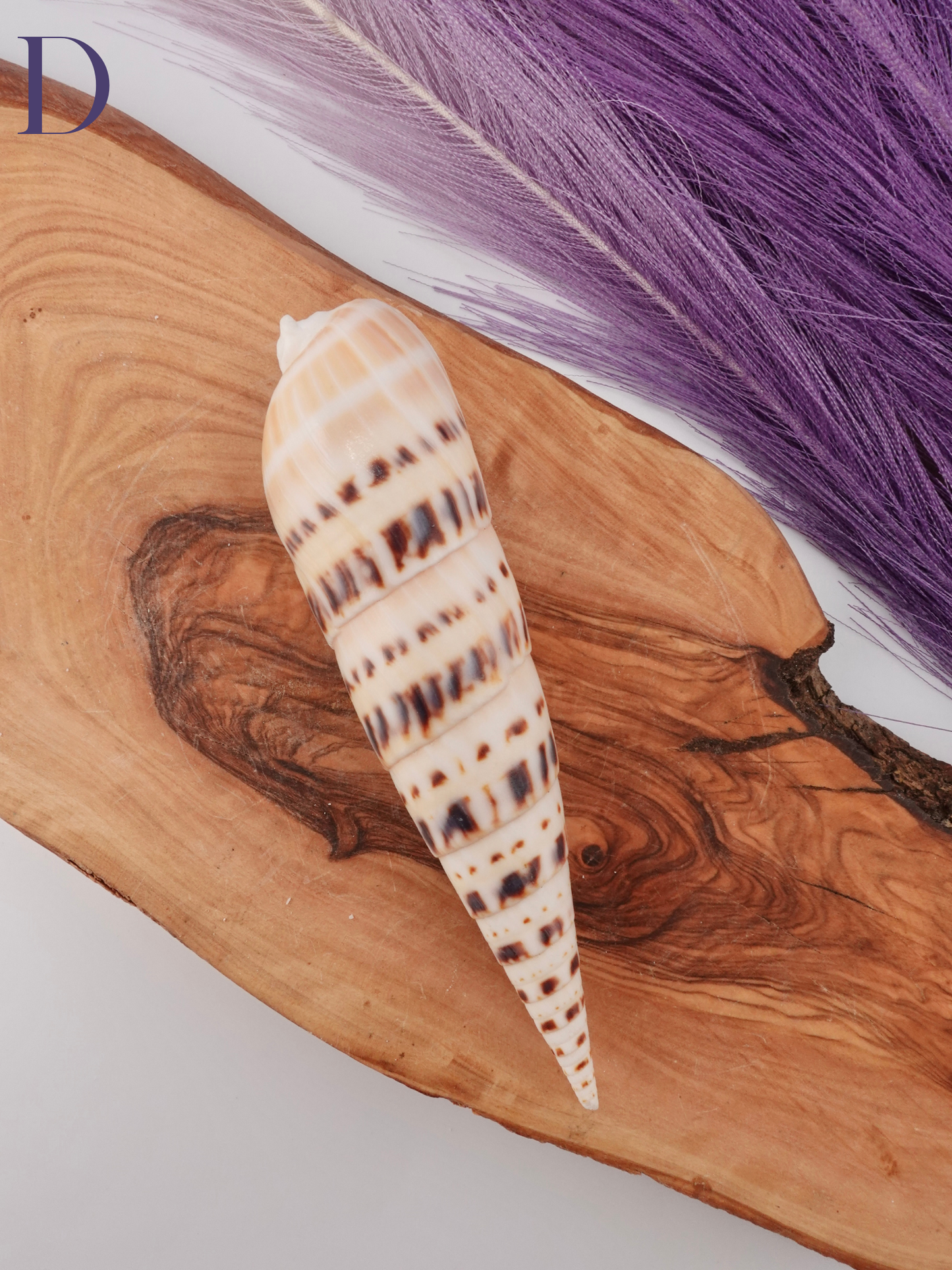 Marlin spike shell option D on a wooden display stand
