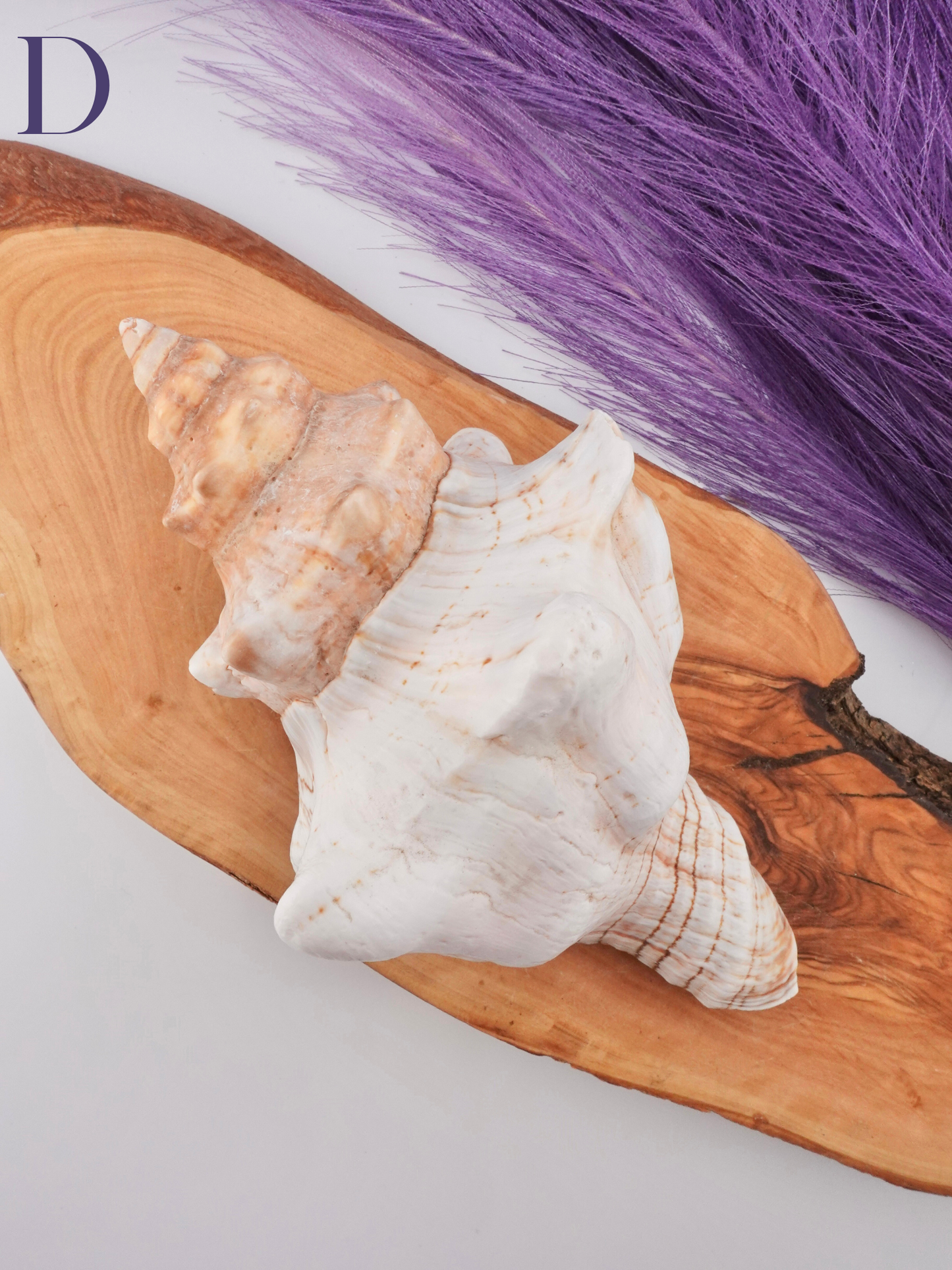 Conch shell Option D on wooden display stand