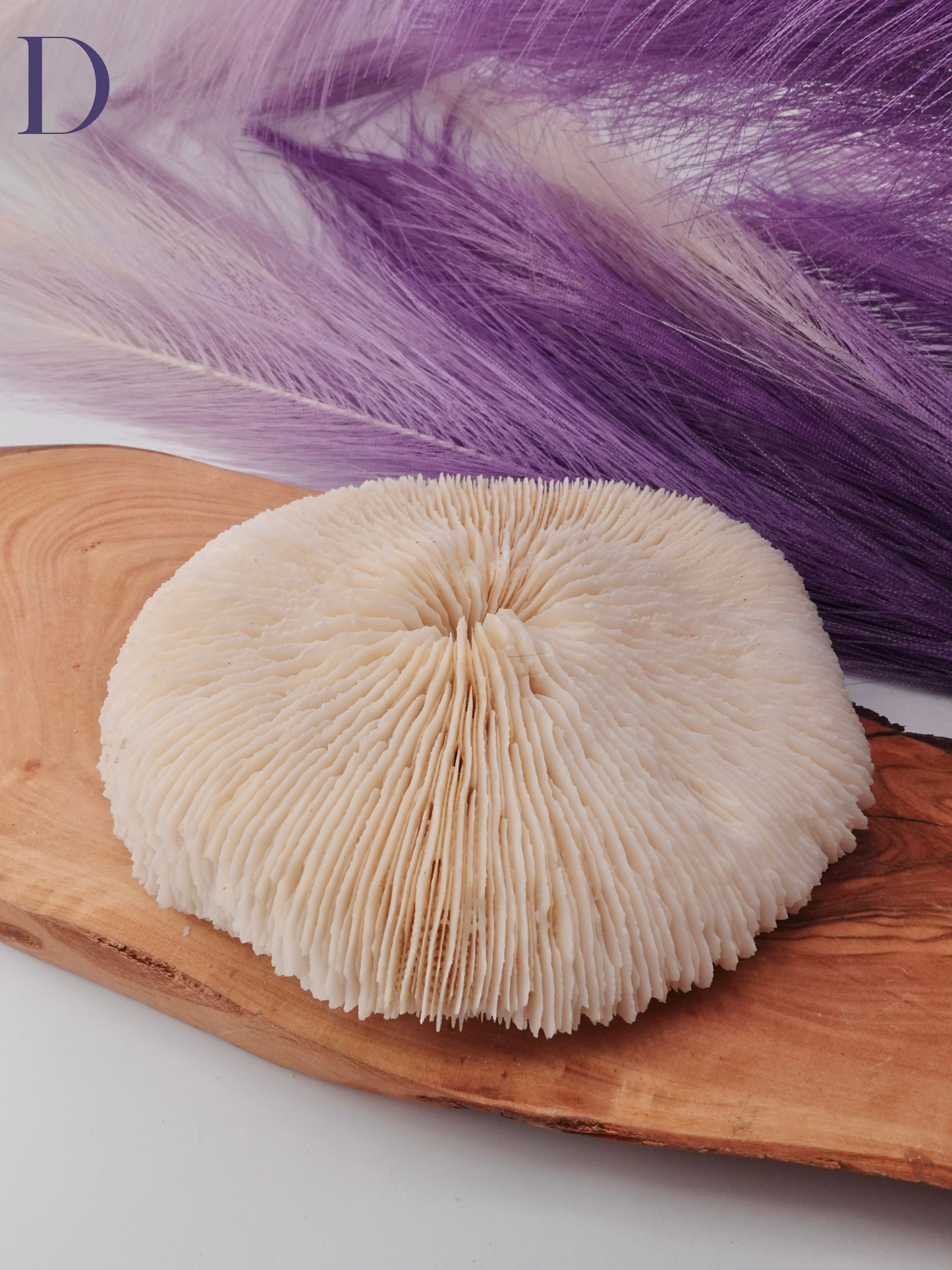 Flat Coral Specimen on Wood decor with purple decor in background