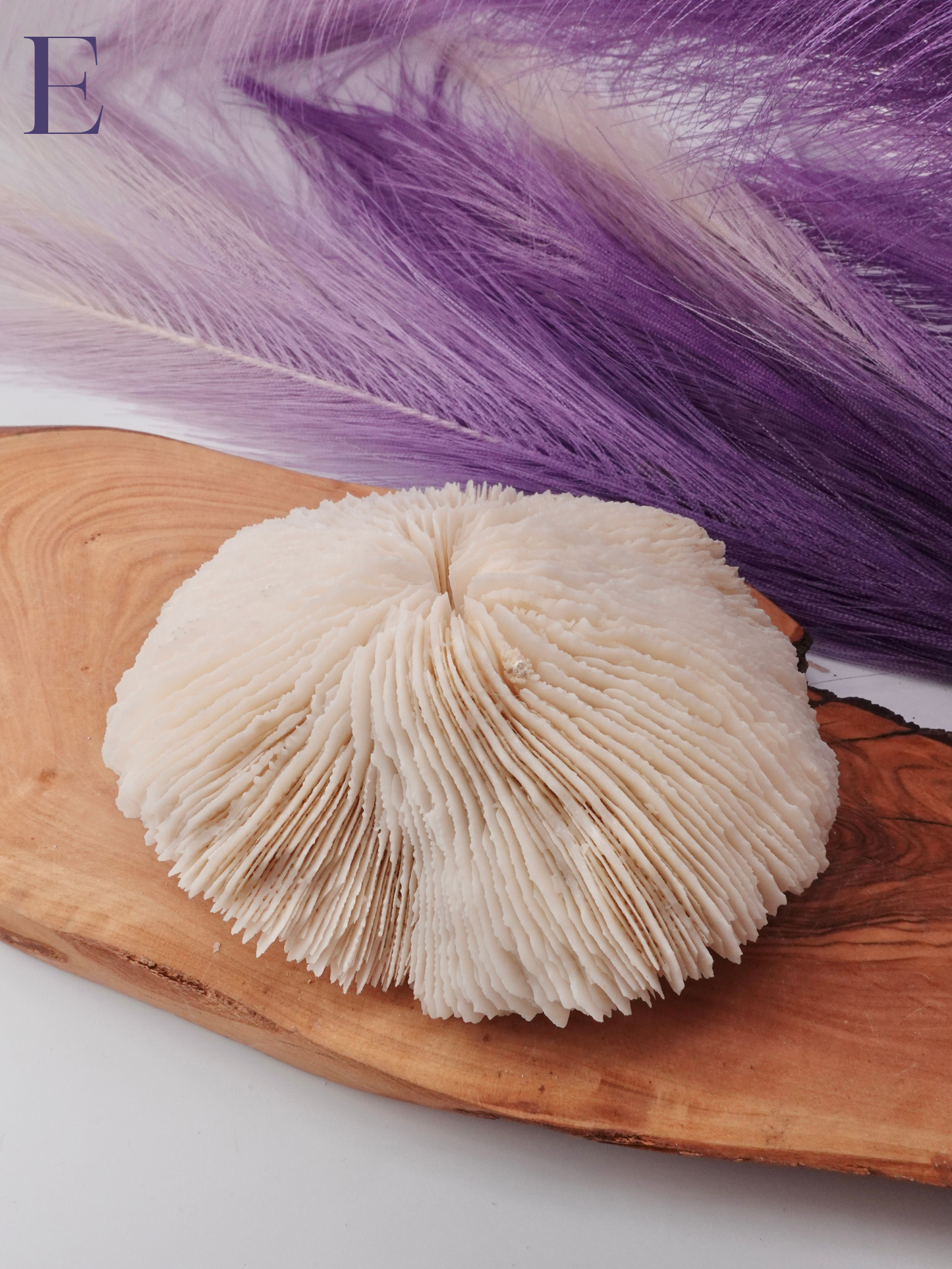 Flat Coral Specimen on Wood decor with purple decor in background
