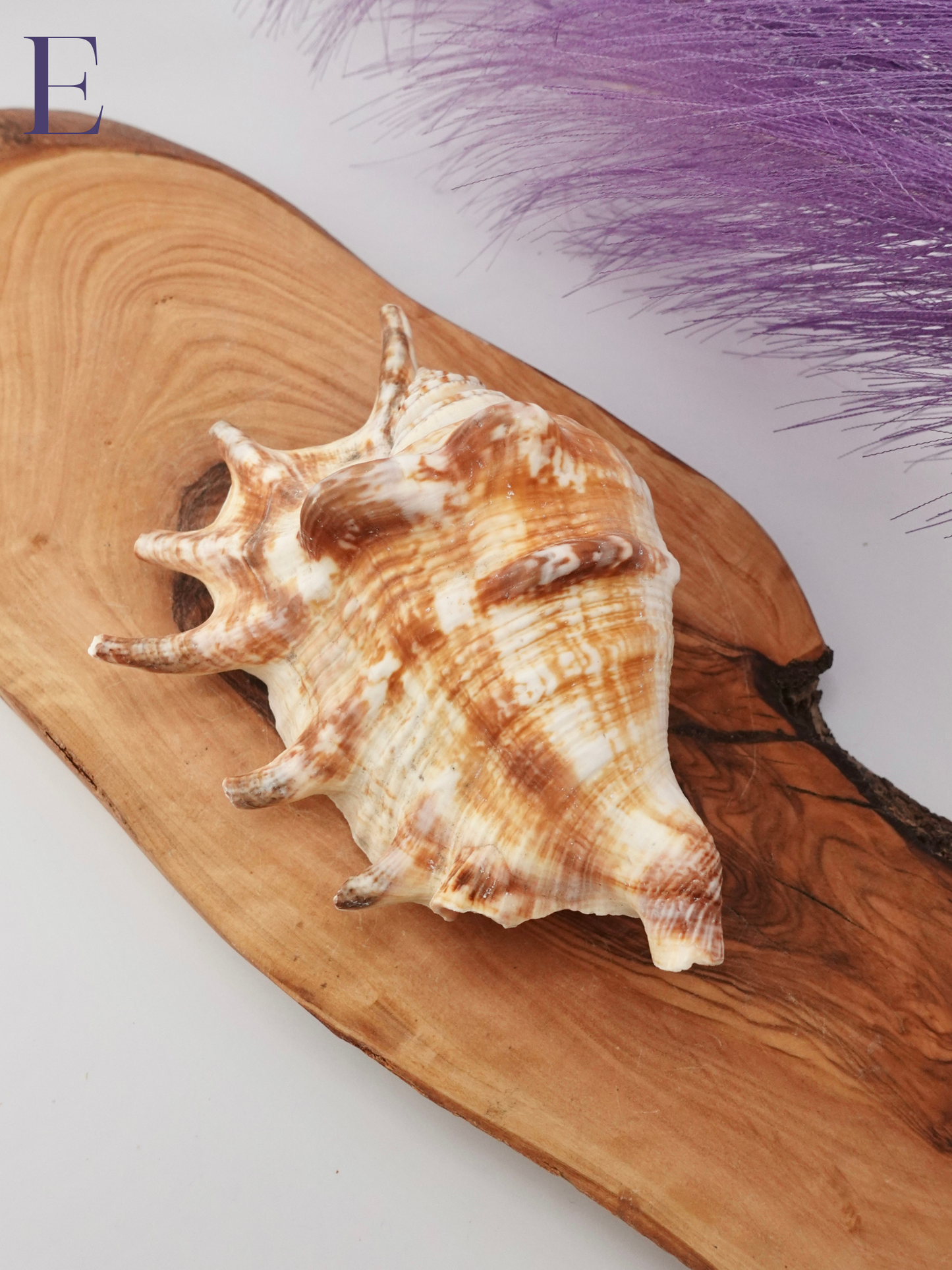 Spider Conch shell option E on a wooden display stand