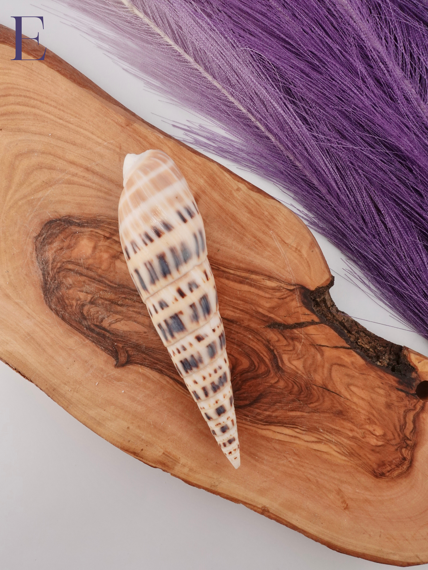 Marlin spike shell option E on a wooden display stand