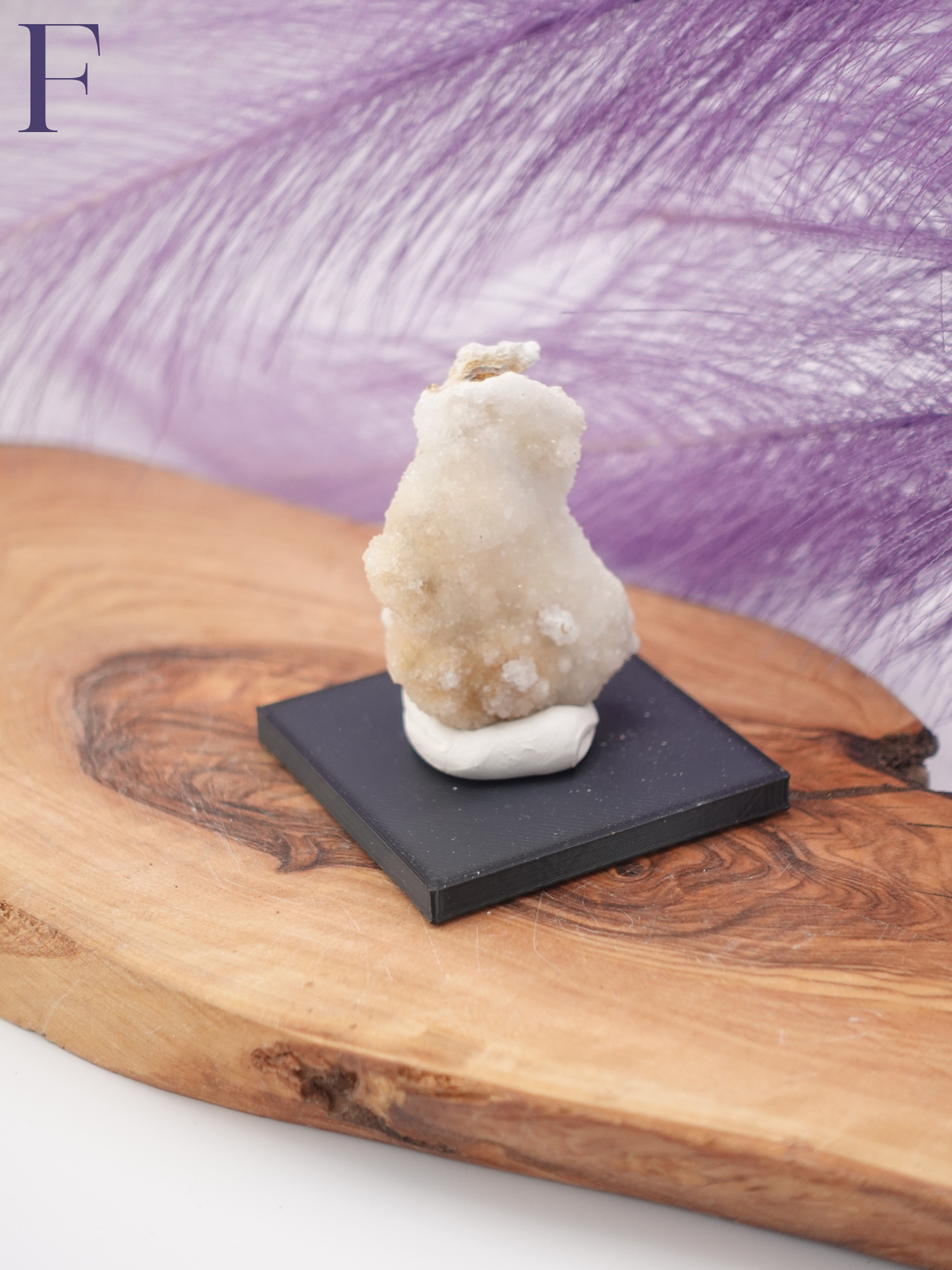 Agatized Coral Specimen on Stand