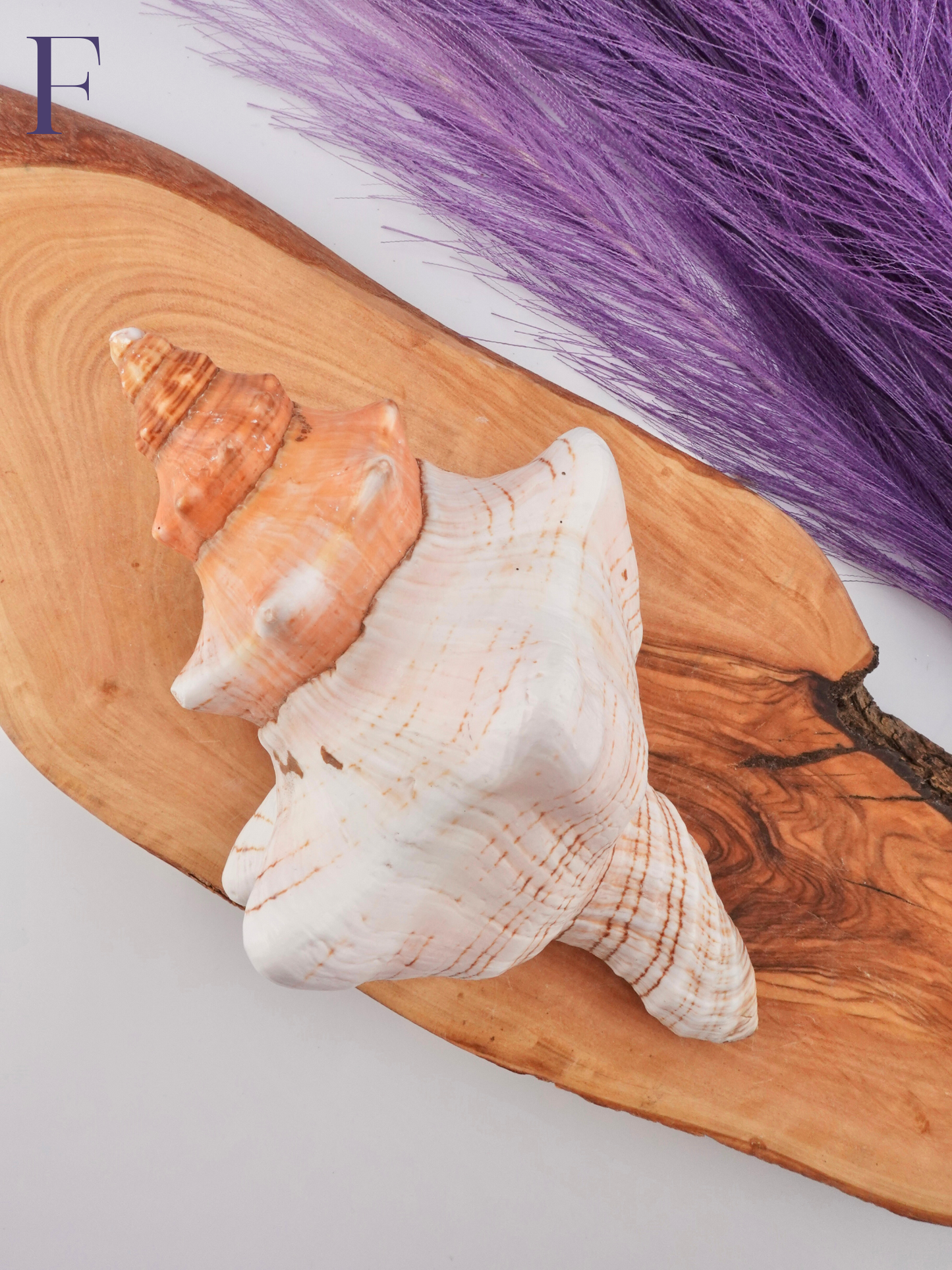 Conch shell Option F on wooden display stand