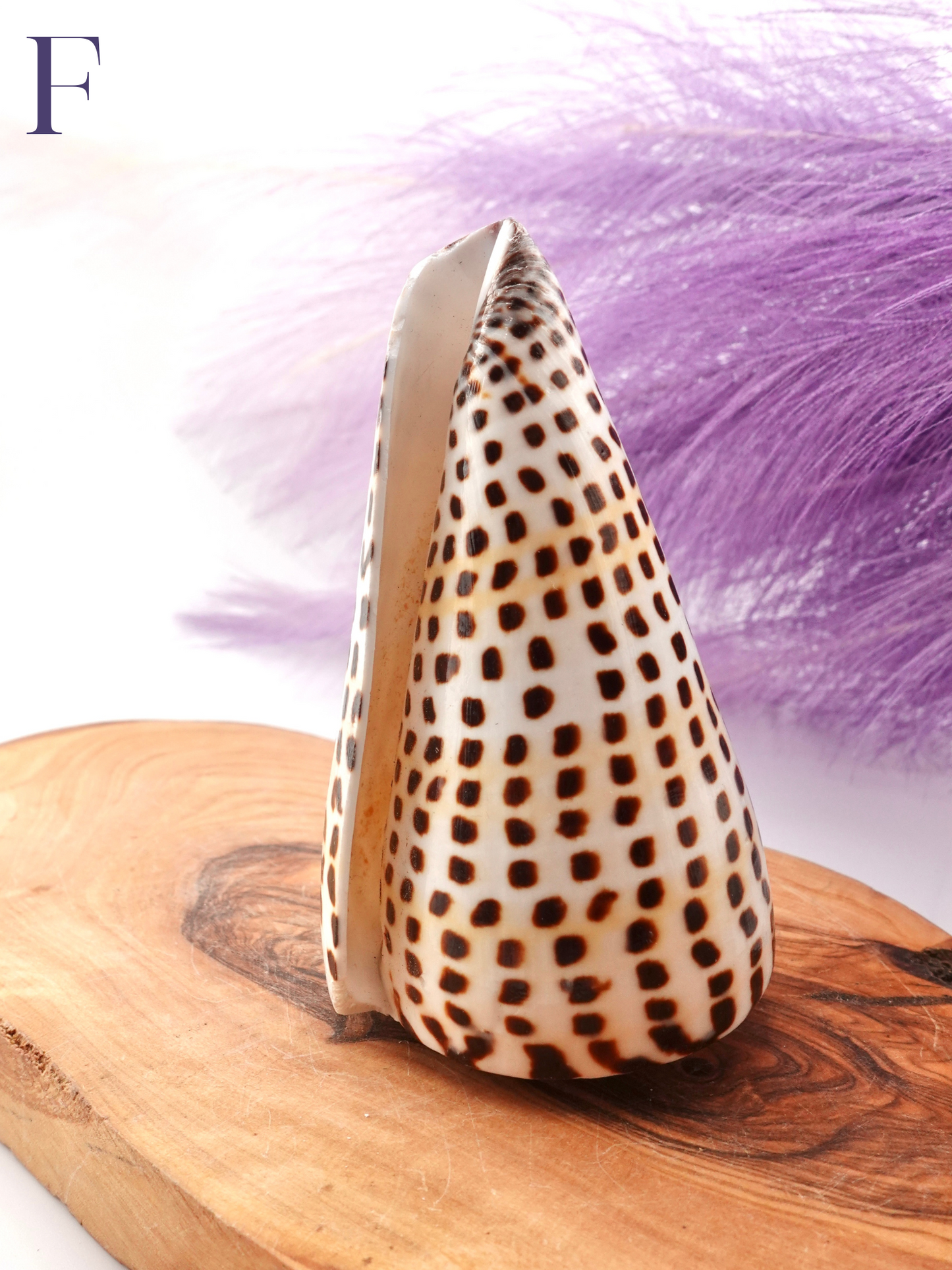 Lettered Snail Shell Option F on wooden display stand