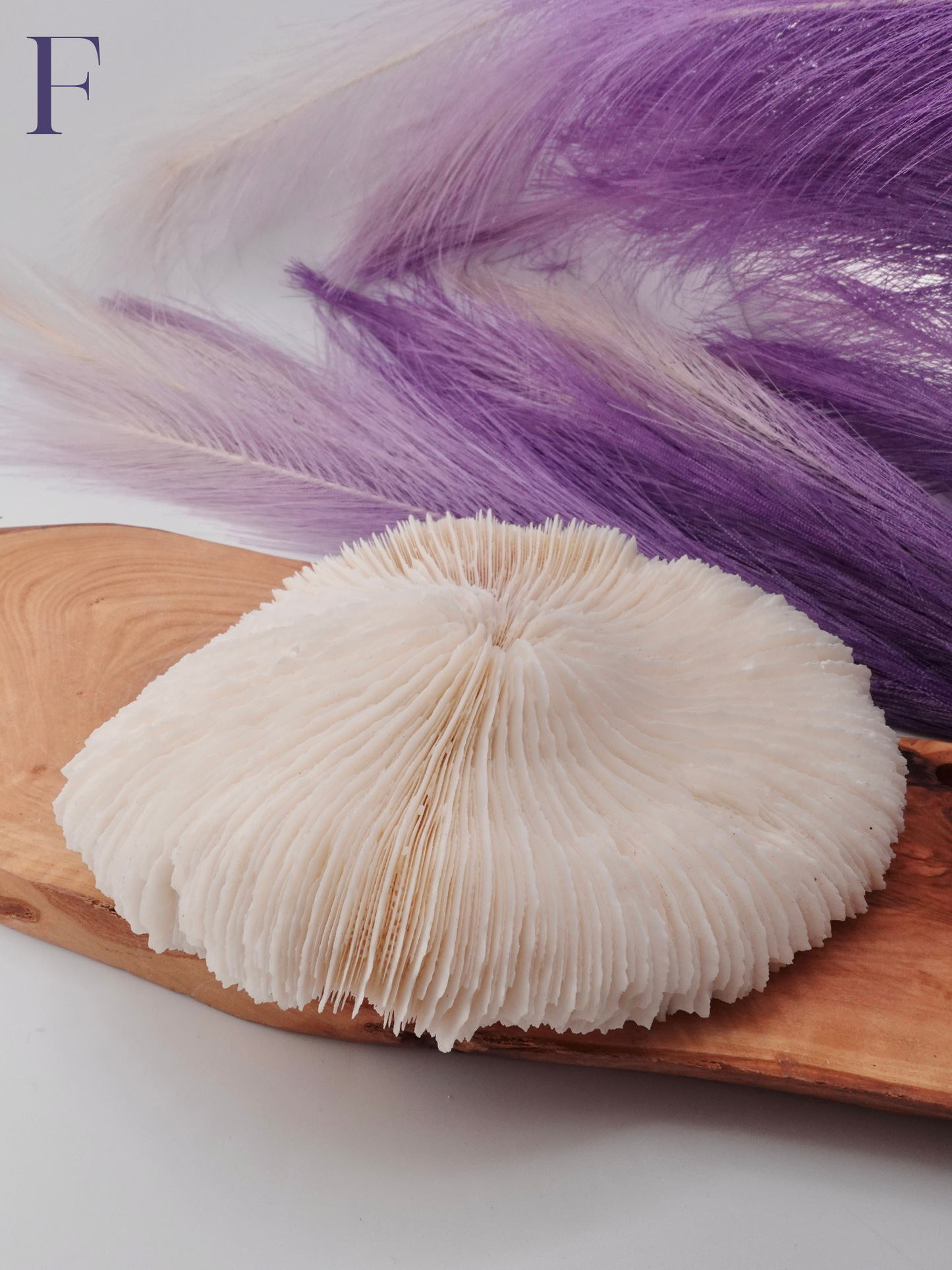 Flat Coral Specimen on Wood decor with purple decor in background