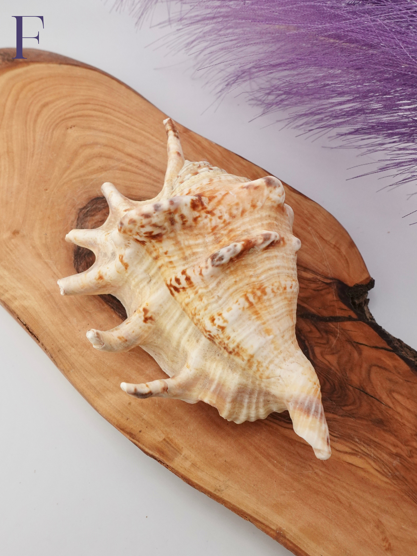 Spider Conch shell option F on a wooden display stand