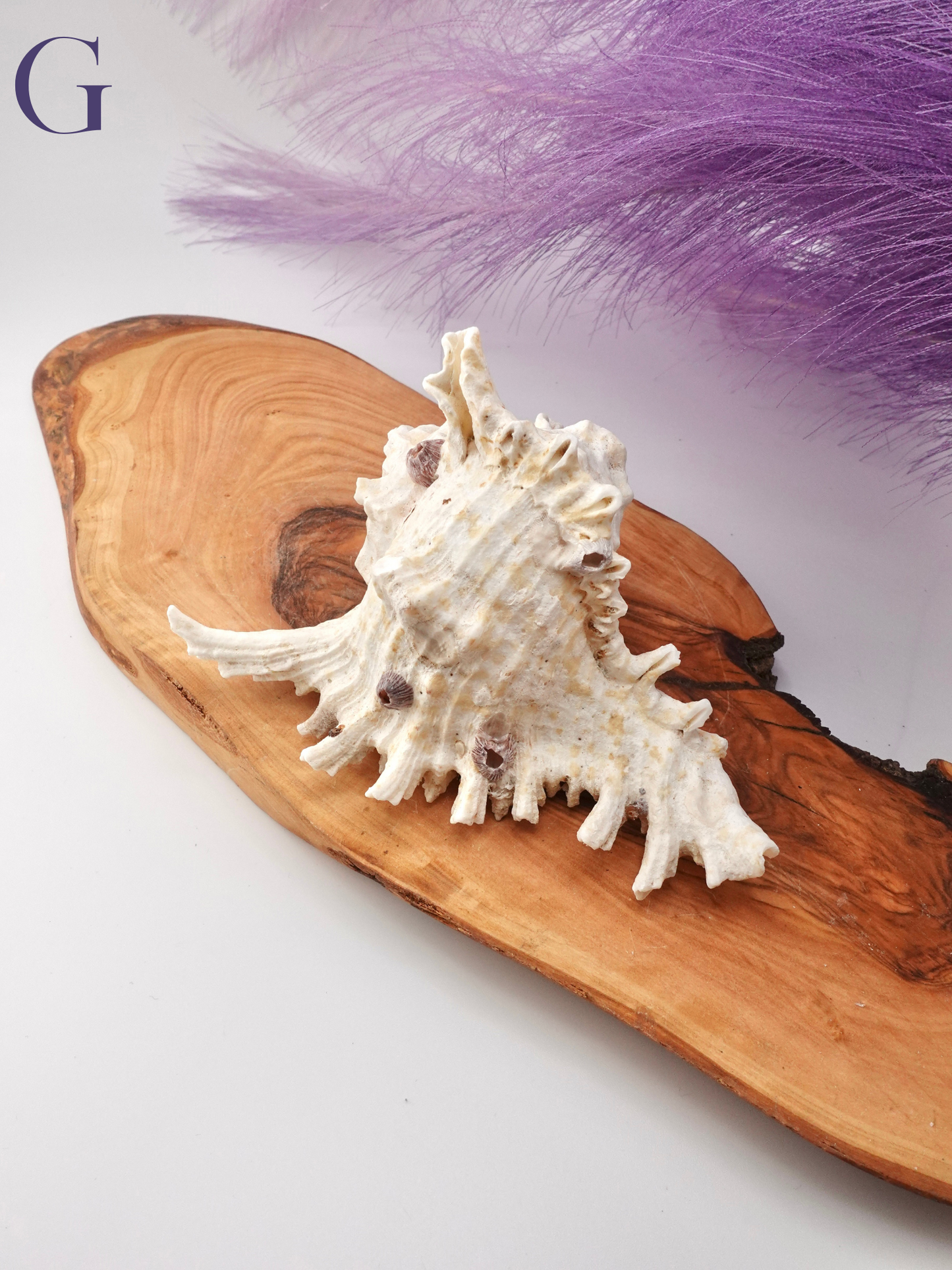Murex Shell