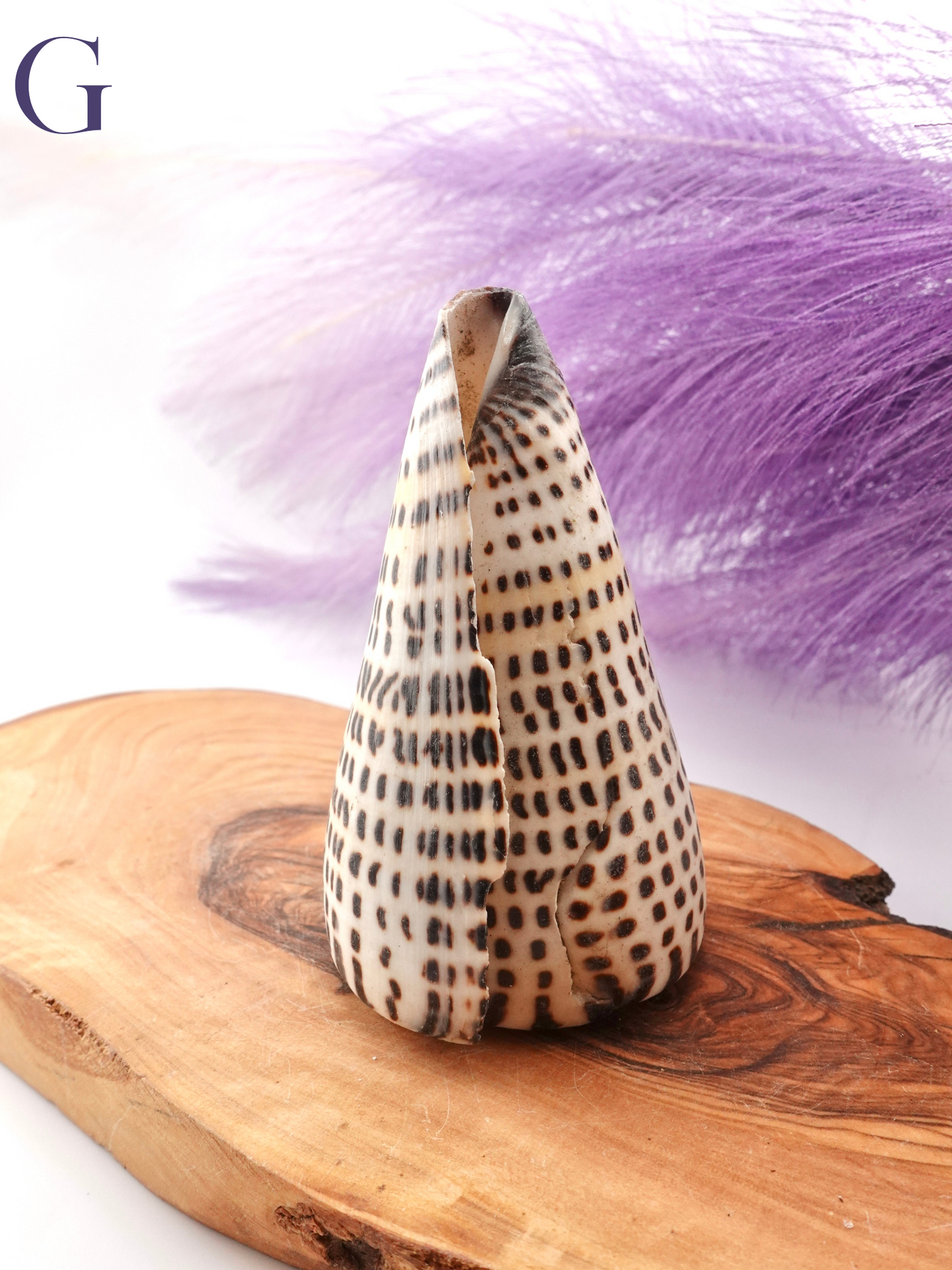 Lettered Snail Shell Option G on wooden display stand