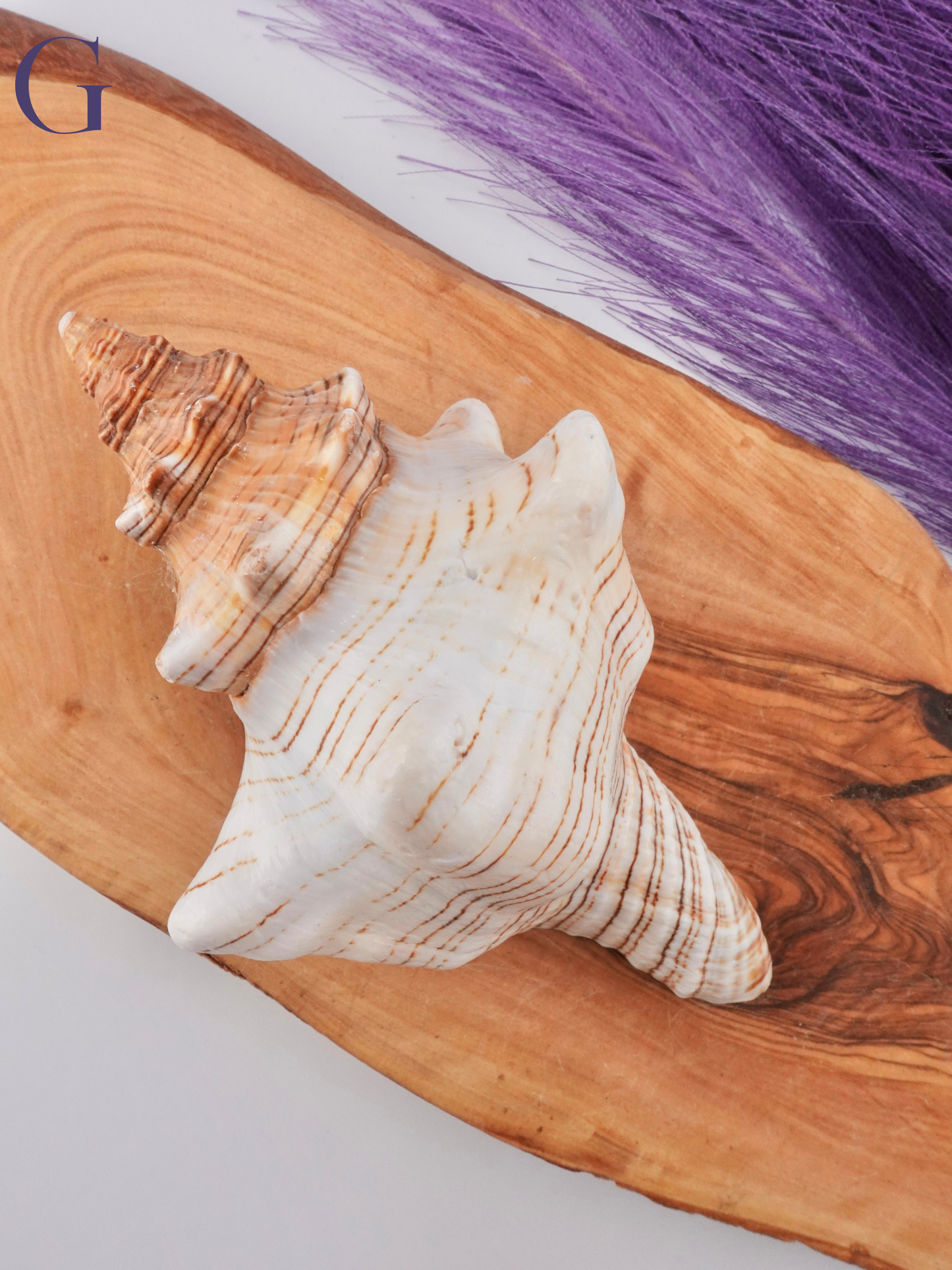 Conch shell Option G on wooden display stand