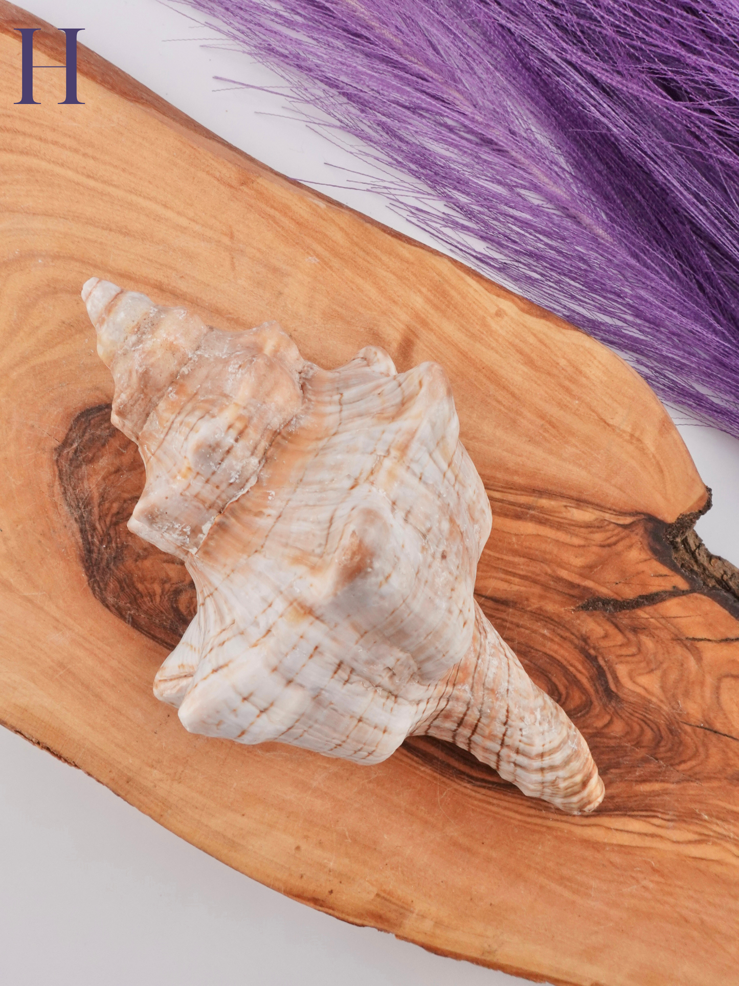 Conch shell Option H on wooden display stand