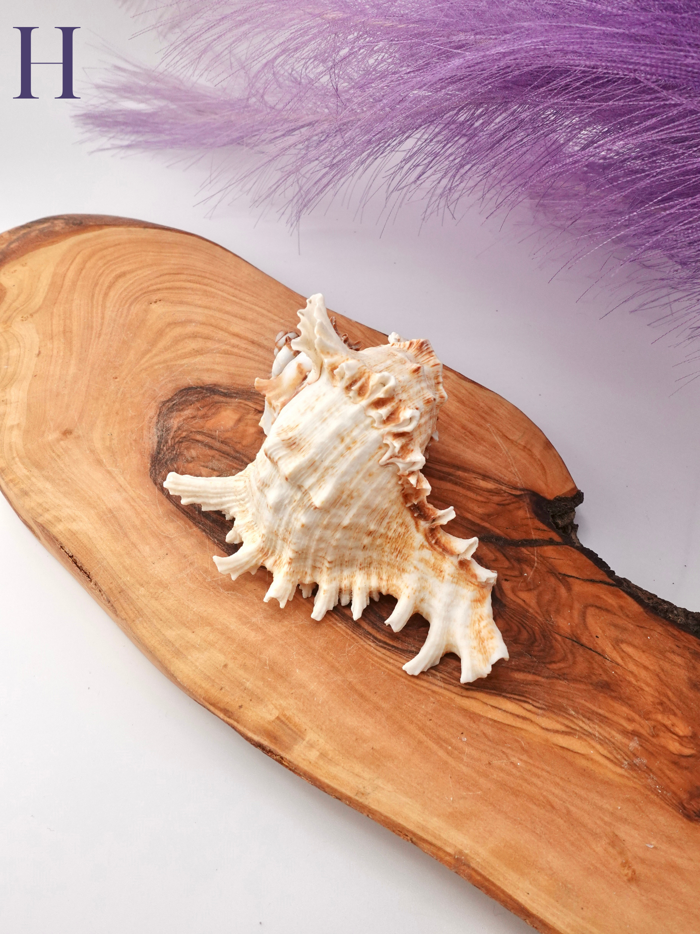 Murex Shell