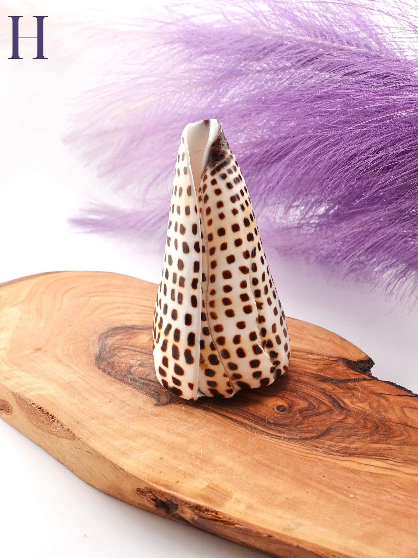 Lettered Snail Shell Option H on wooden display stand