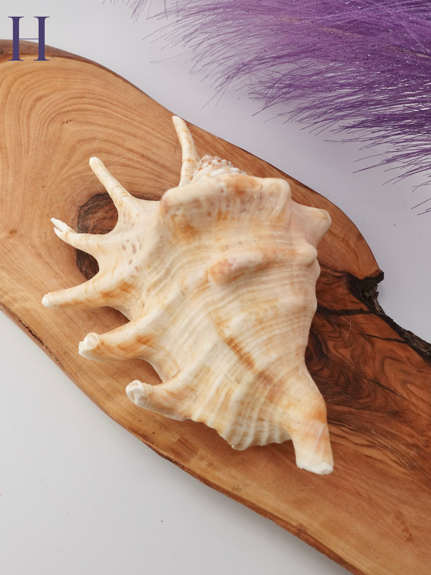 Spider Conch shell option H on a wooden display stand