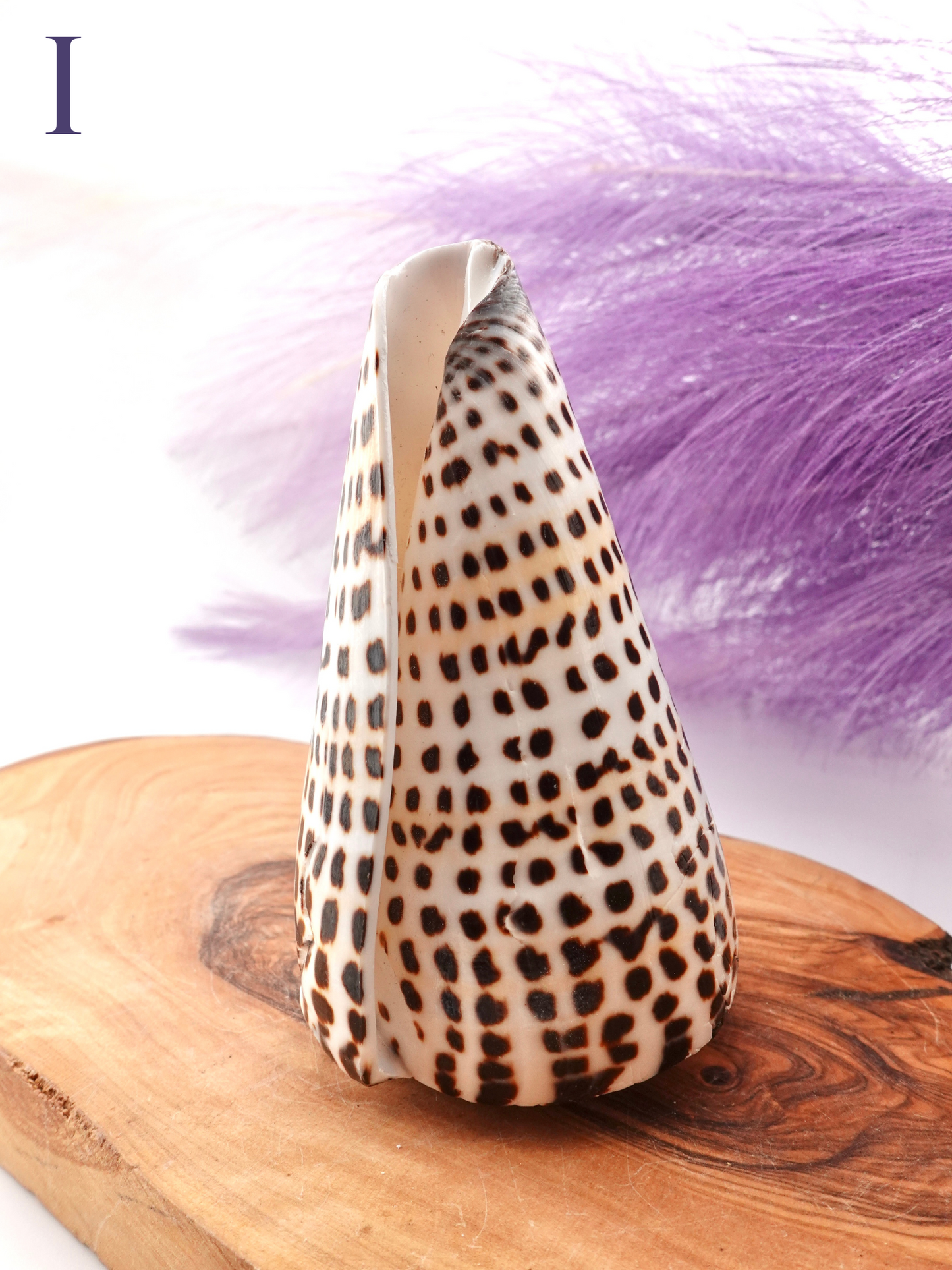 Lettered Snail Shell Option I on wooden display stand