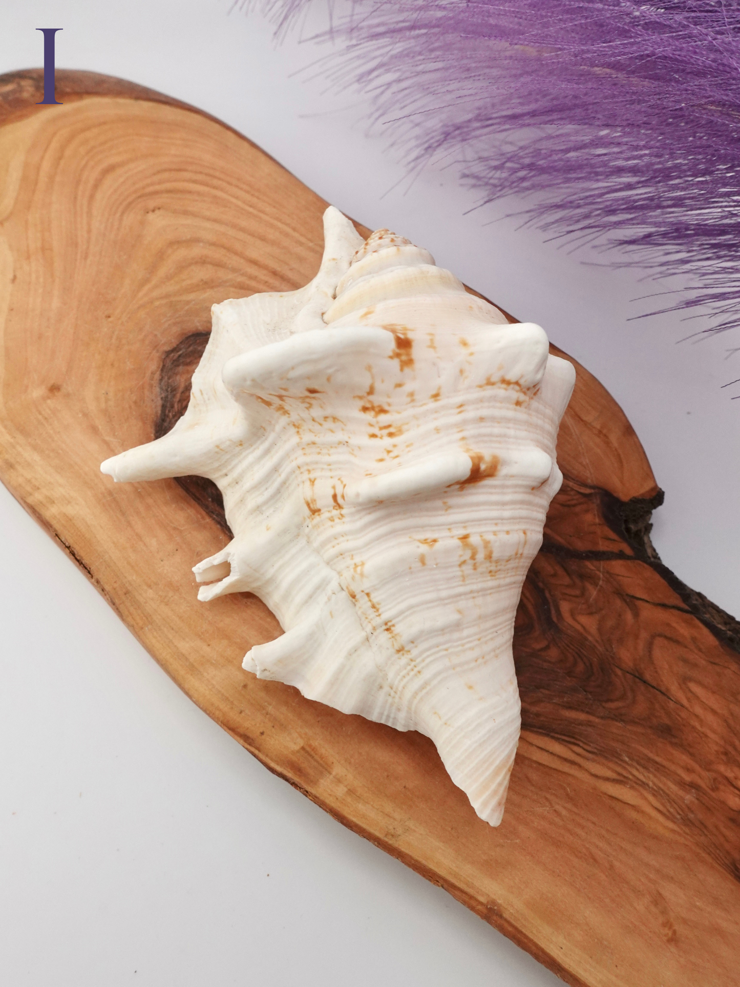 Spider Conch shell option I on a wooden display stand