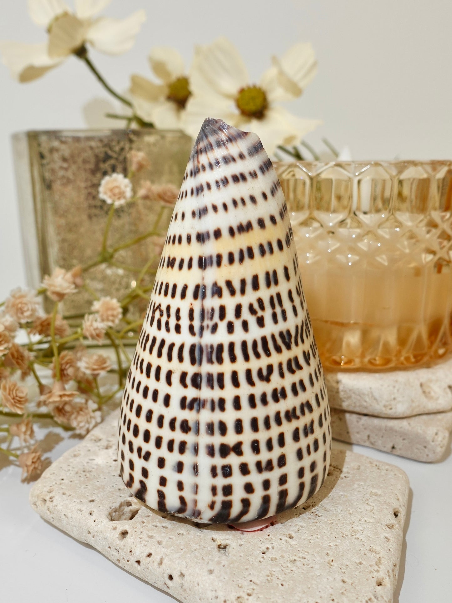 Lettered Snail Shell