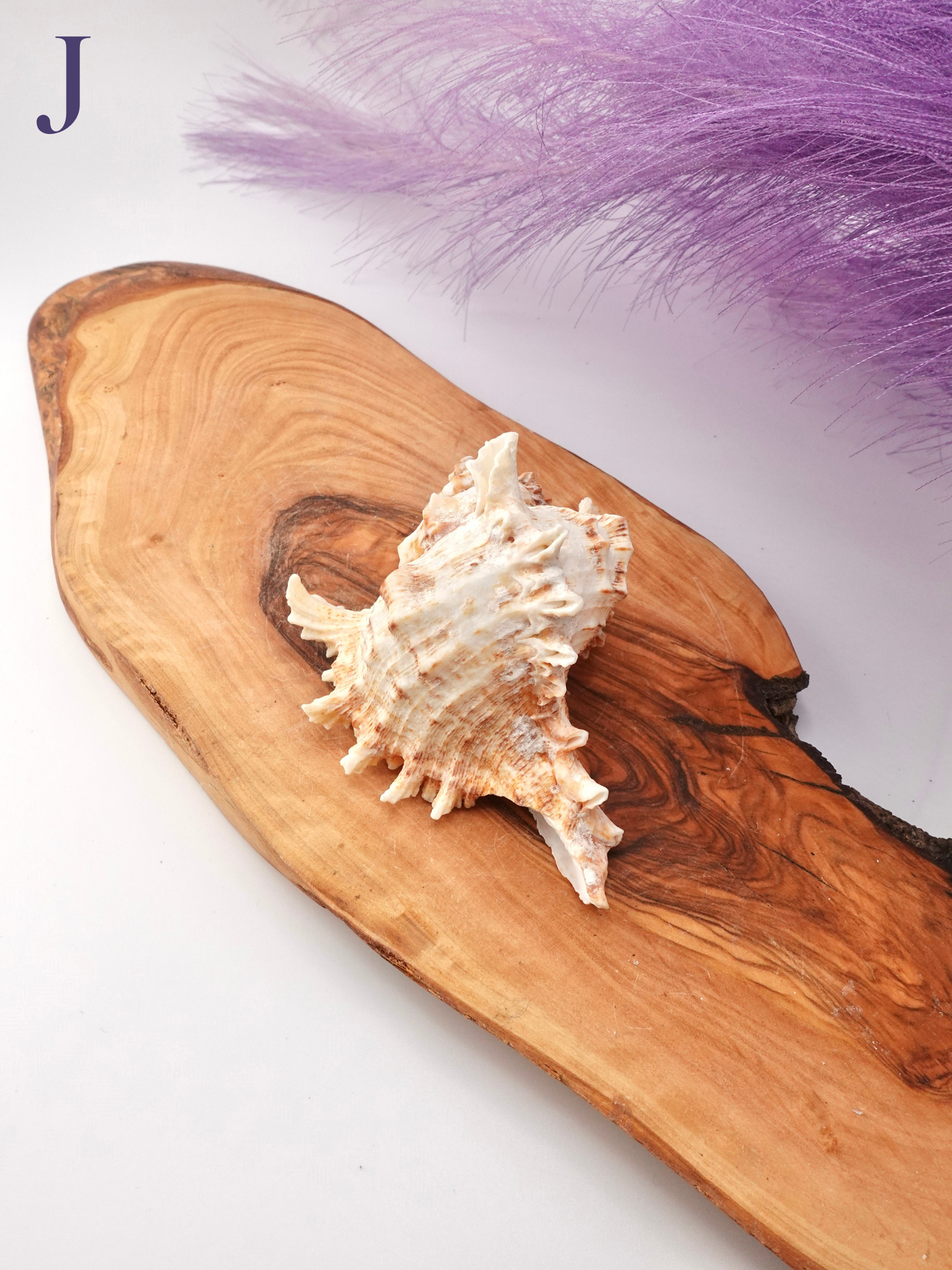 Murex Shell