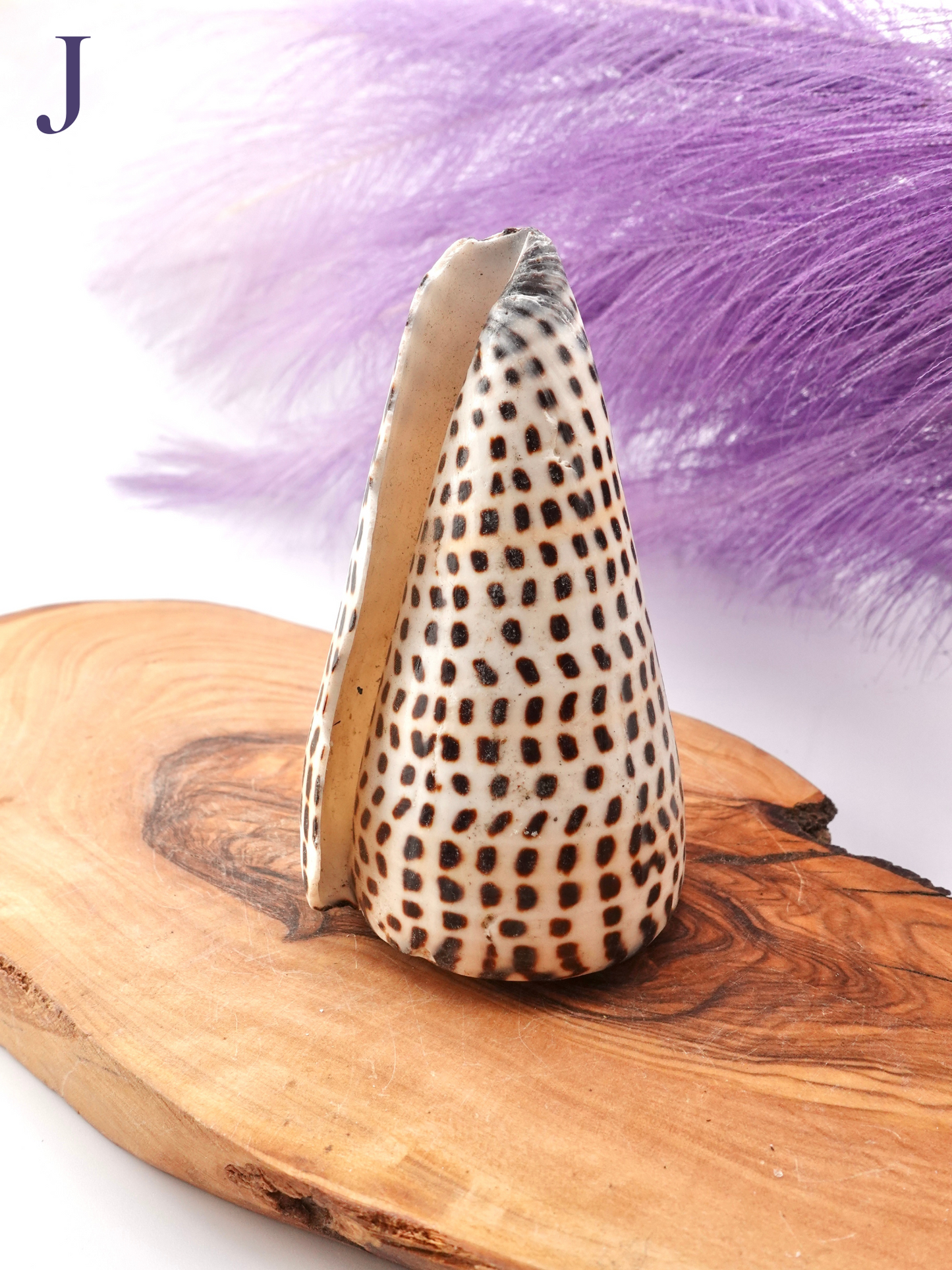 Lettered Snail Shell Option J on wooden display stand