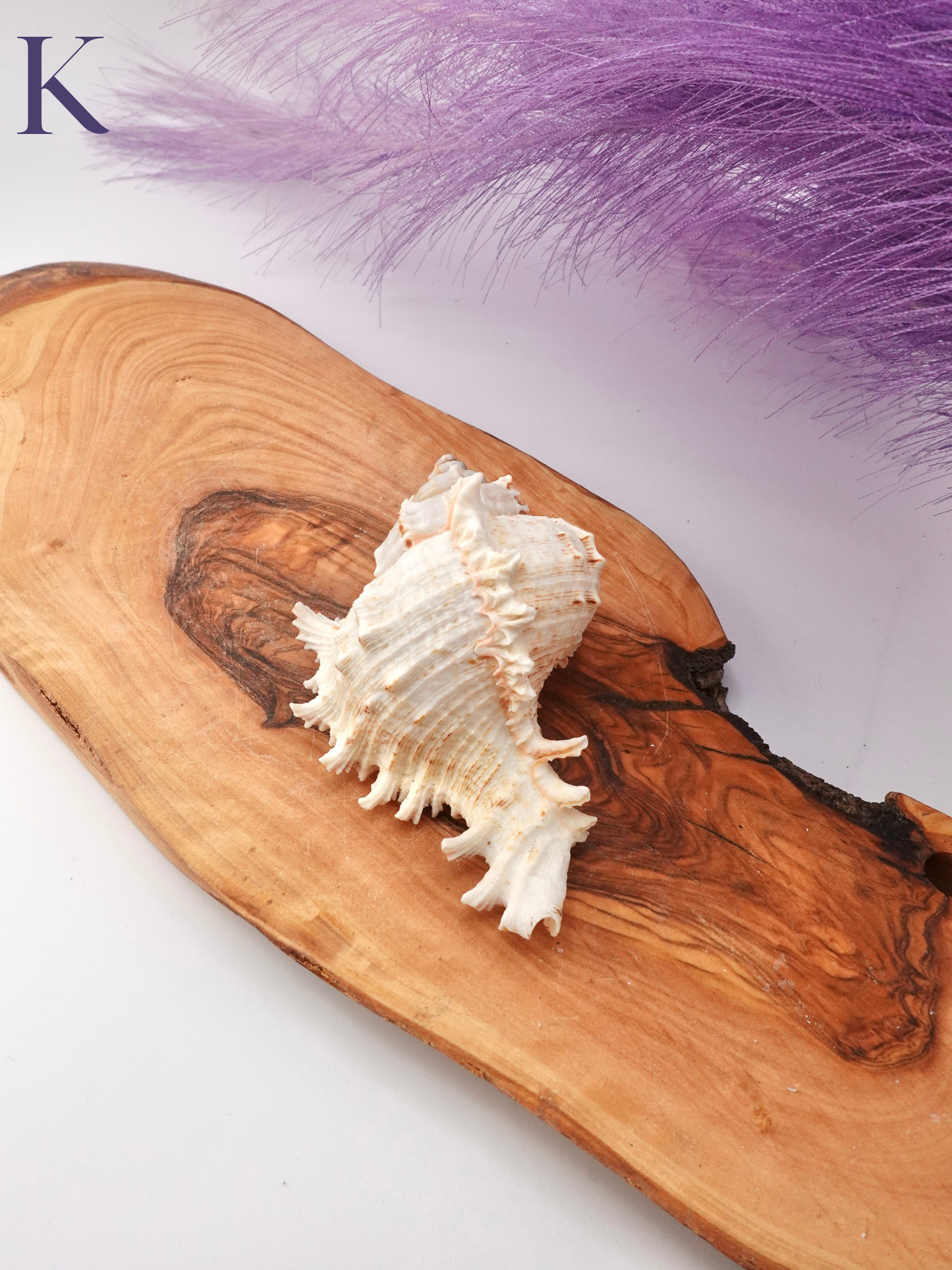 Murex Shell