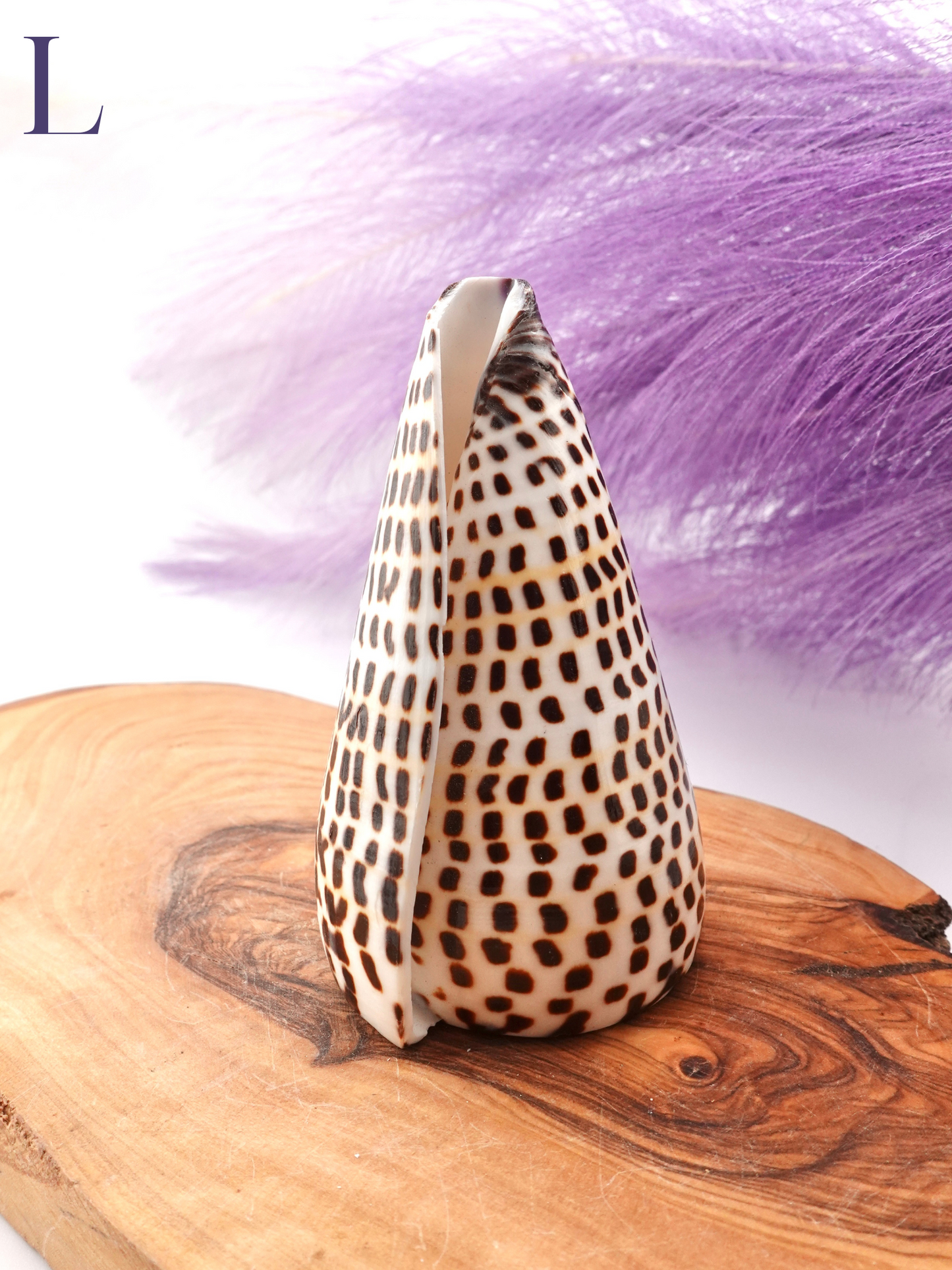 Lettered Snail Shell Option L on wooden display stand