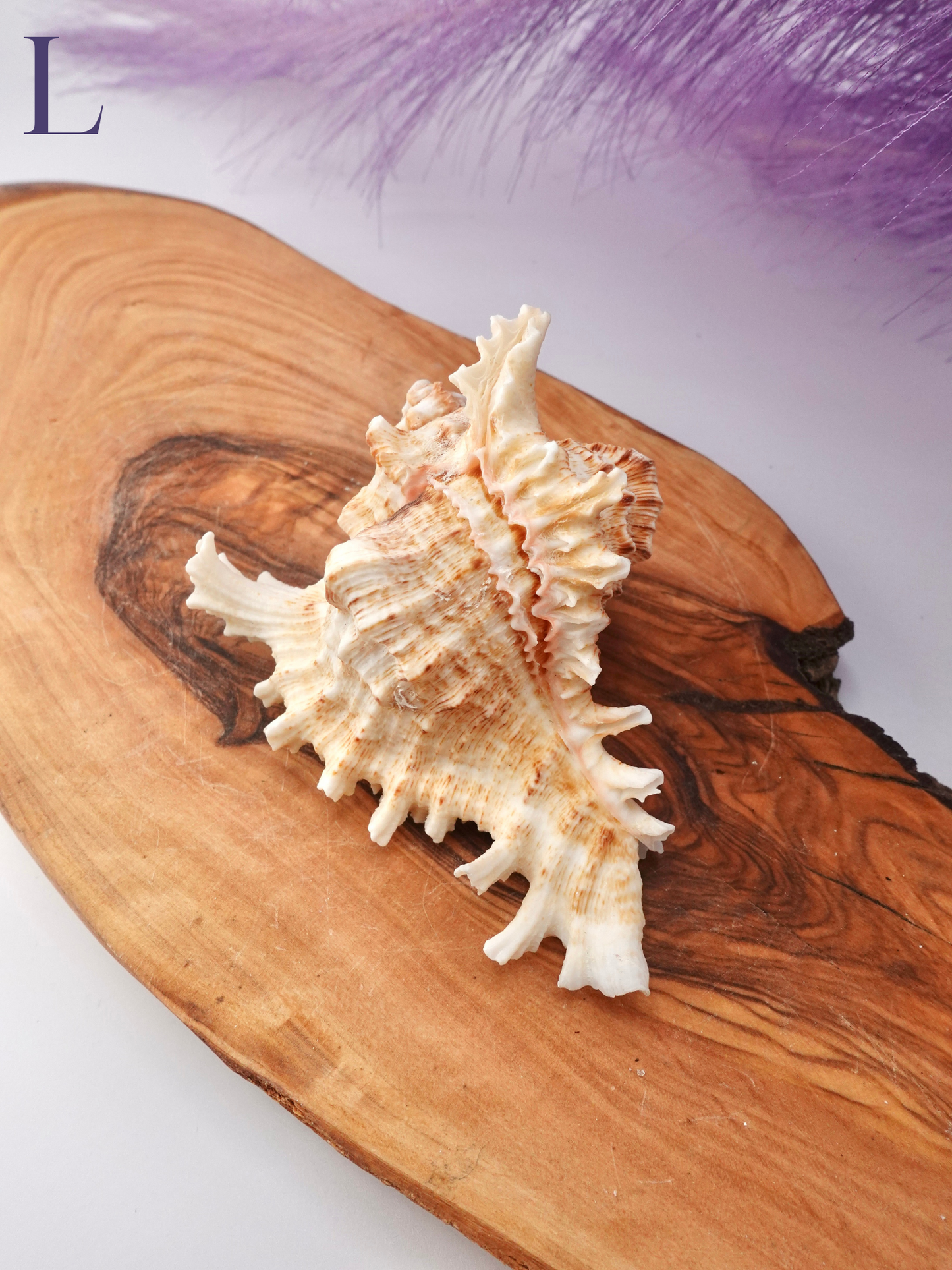 Murex Shell
