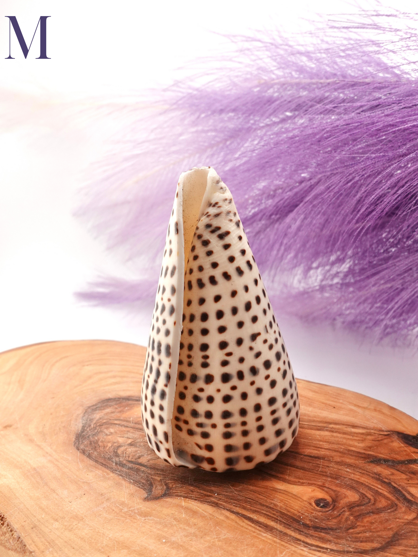 Lettered Snail Shell Option M on wooden display stand