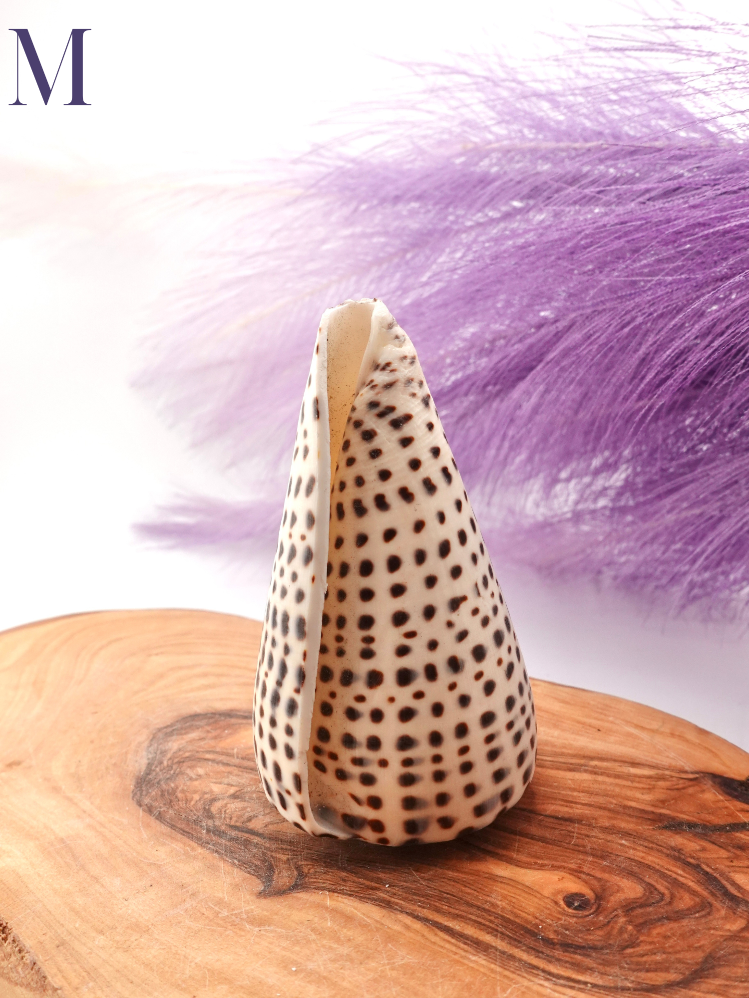 Lettered Snail Shell Option M on wooden display stand