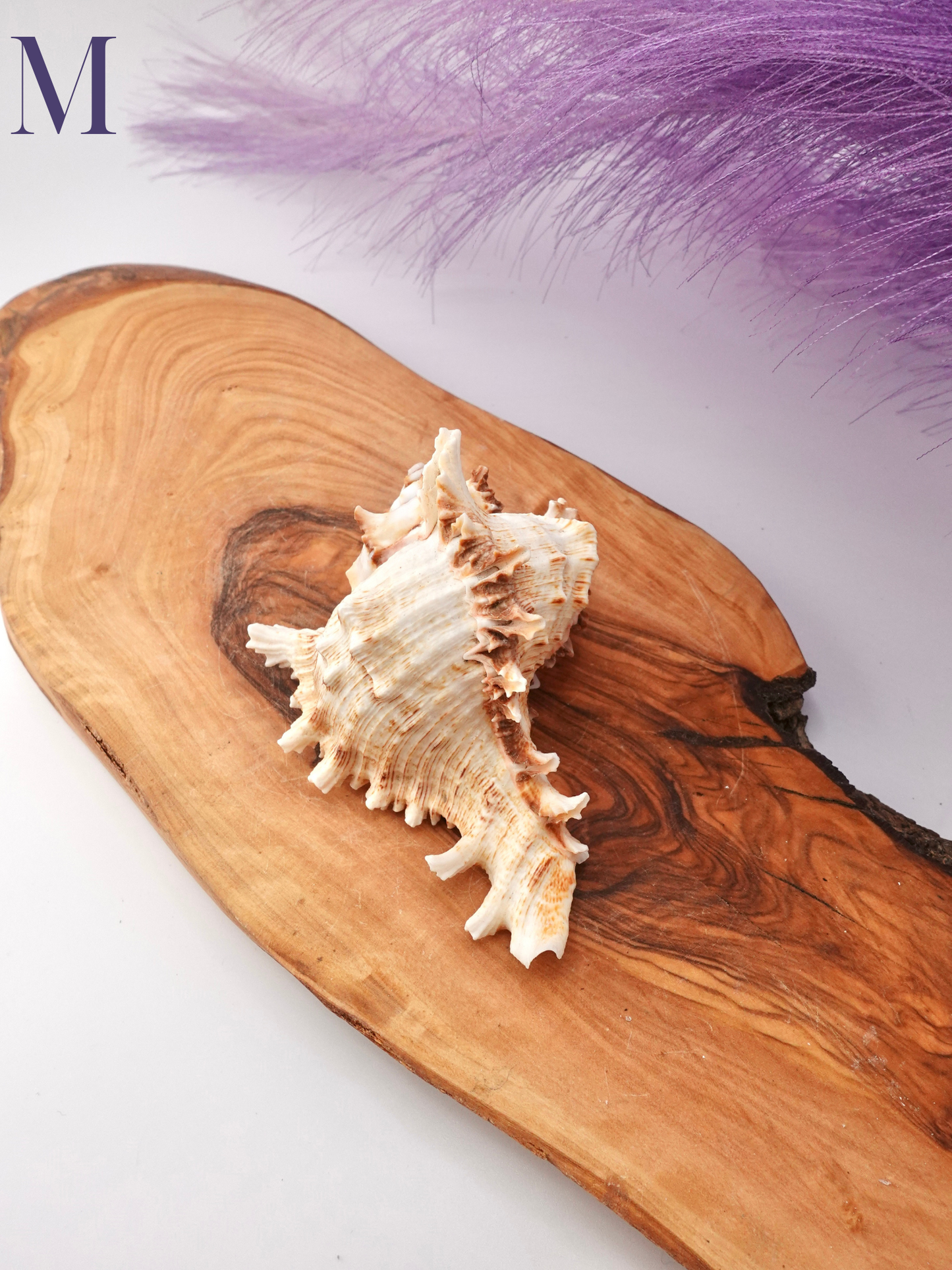 Murex Shell