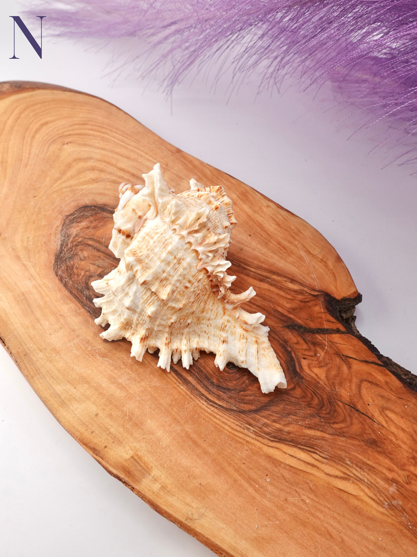 Murex Shell