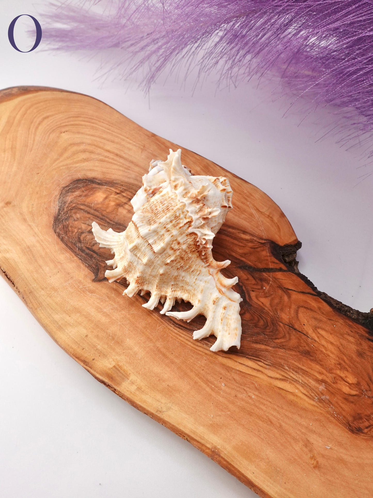 Murex Shell