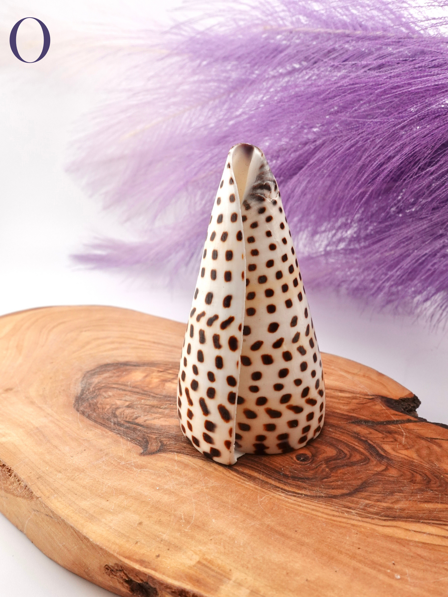 Lettered Snail Shell Option O on wooden display stand